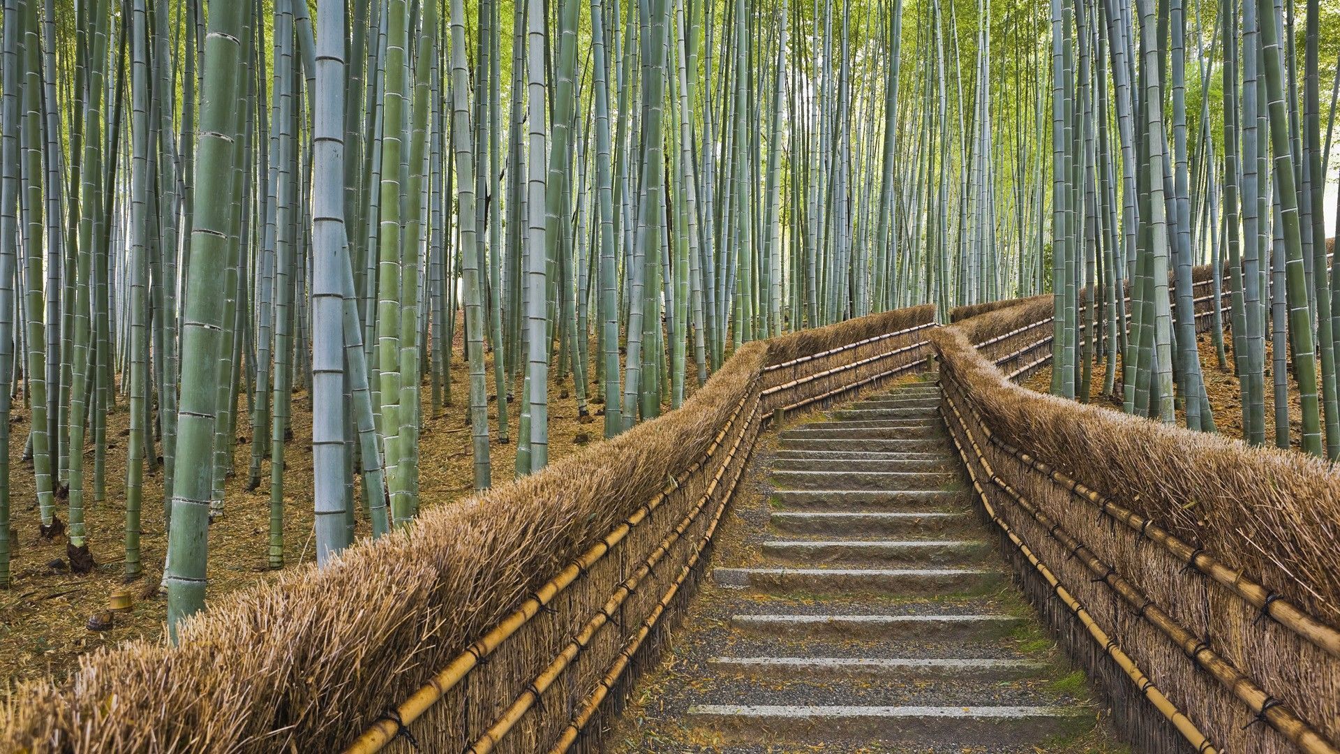 Bamboo Wallpaper HD (17) | Freetopwallpaper.com