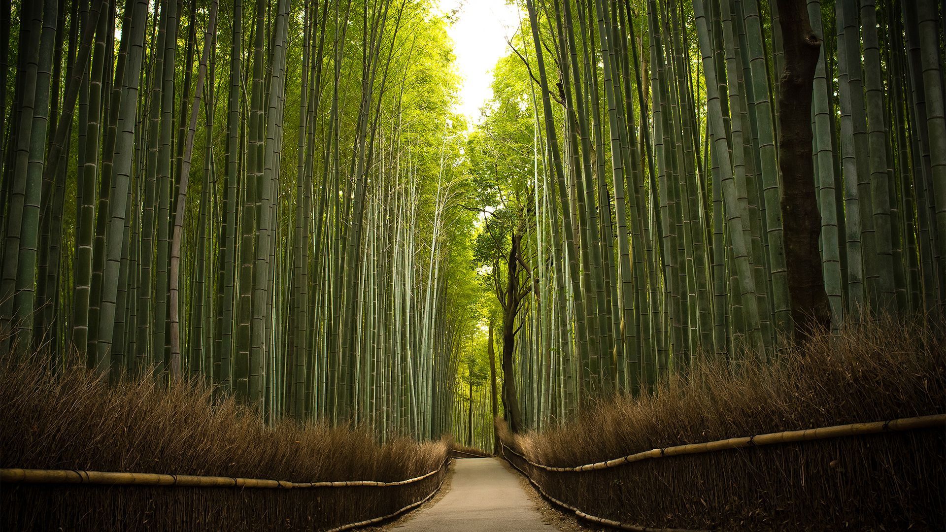 Bamboo Forest HD Wallpaper 1920x1080 ID26750
