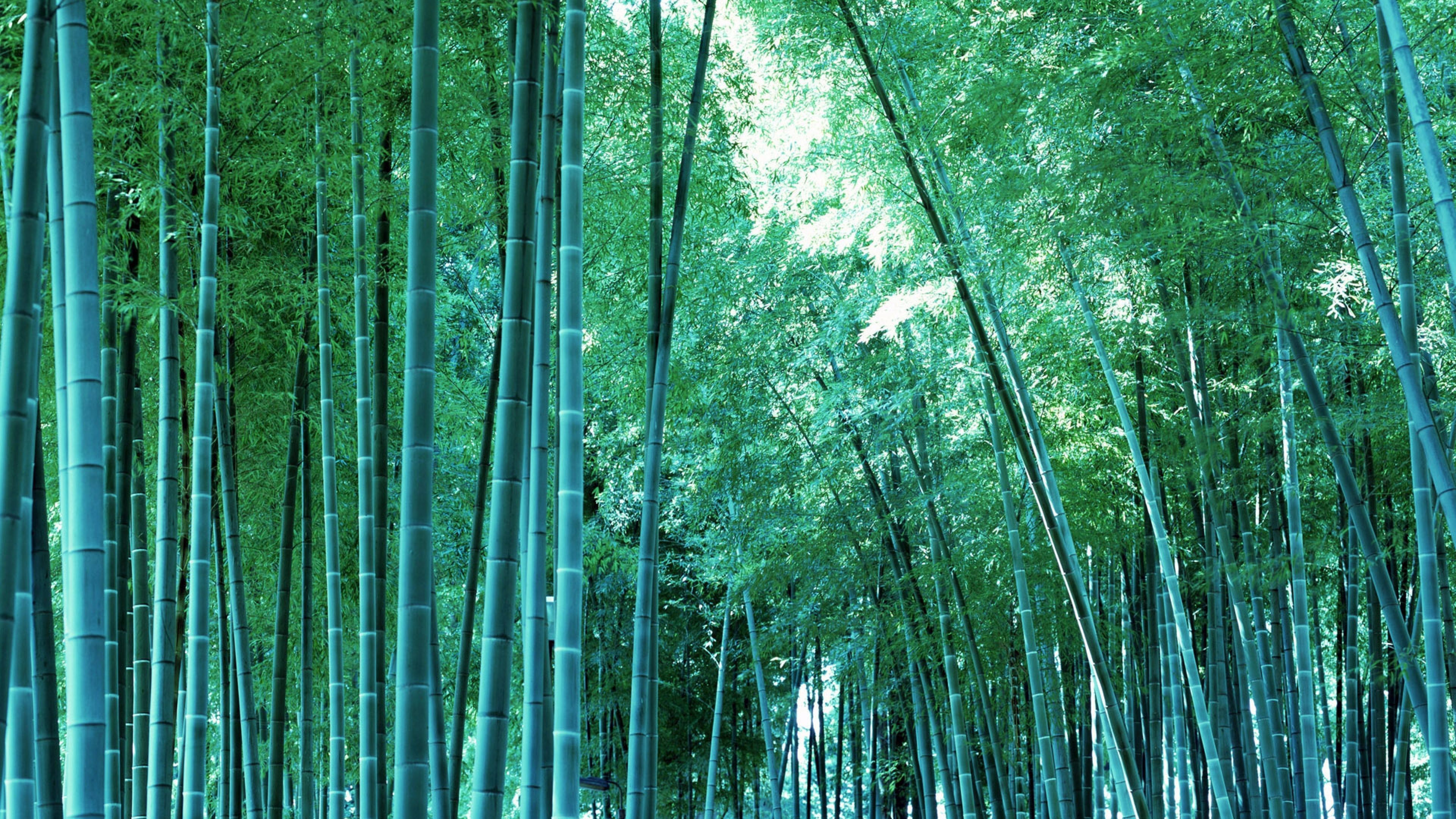 4K Ultra HD Bamboo Wallpapers HD, Desktop Backgrounds 3840x2160