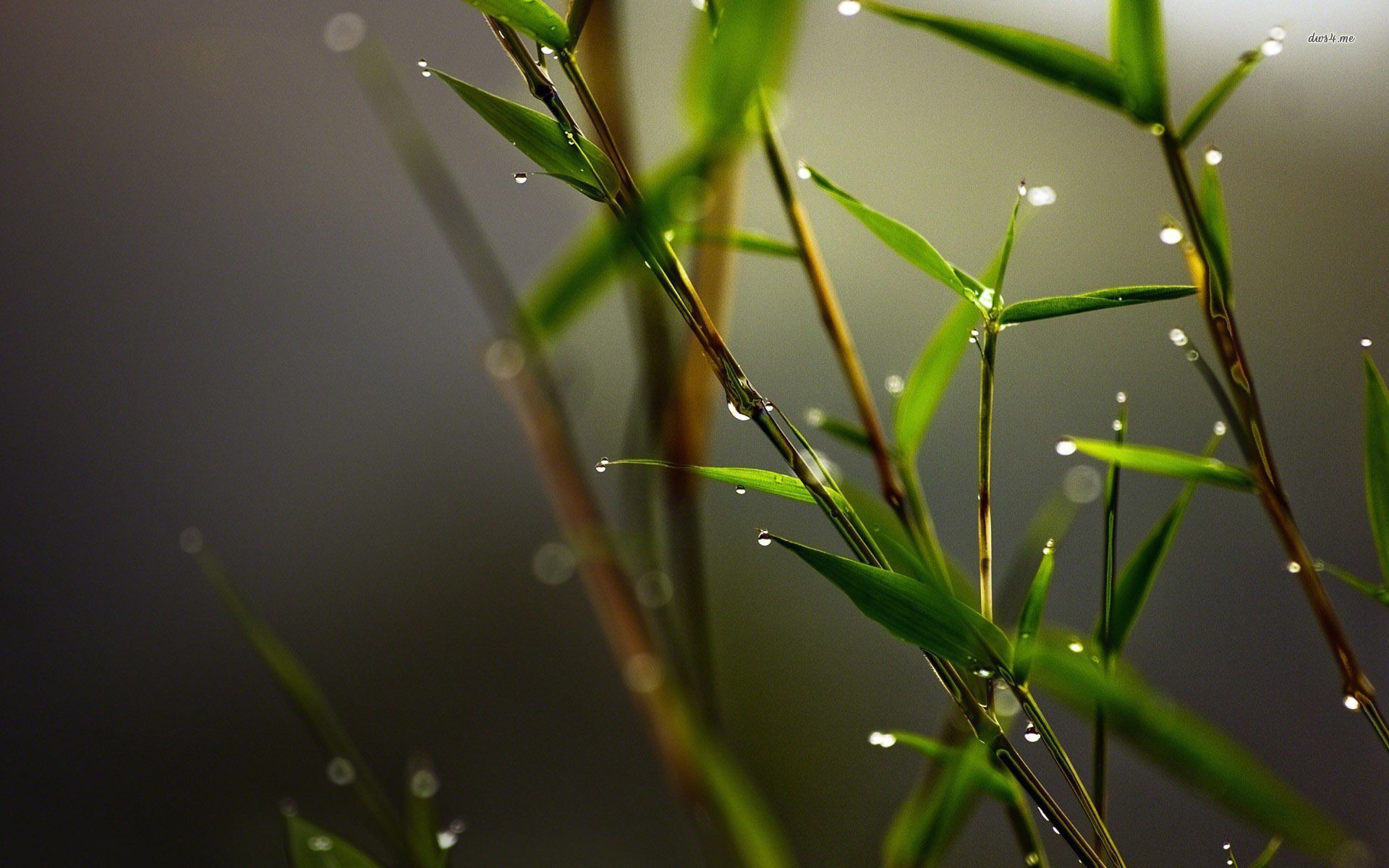Dew drops on bamboo wallpaper - Photography wallpapers