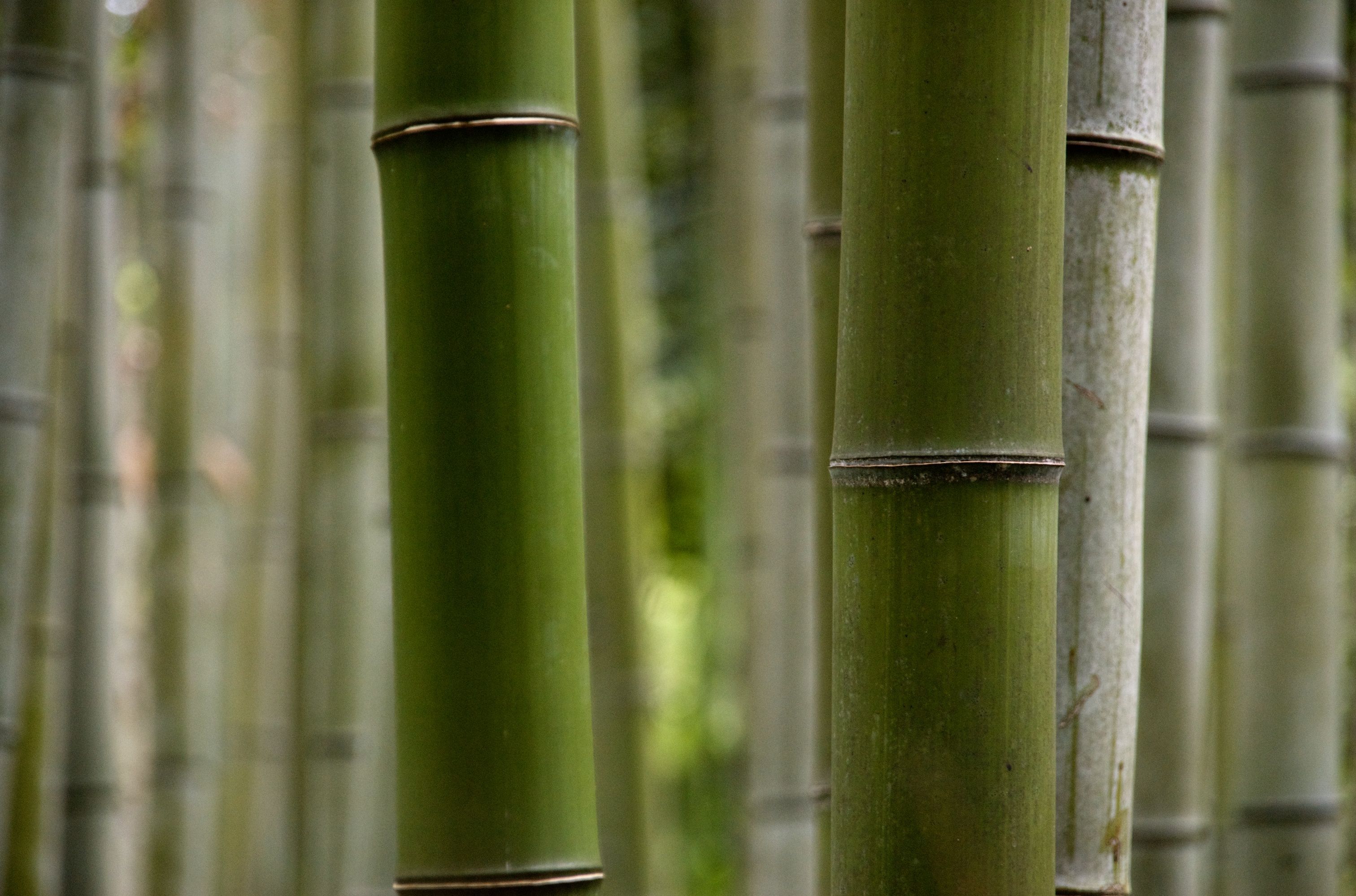 Bamboo Wallpaper HD (11) | Freetopwallpaper.com