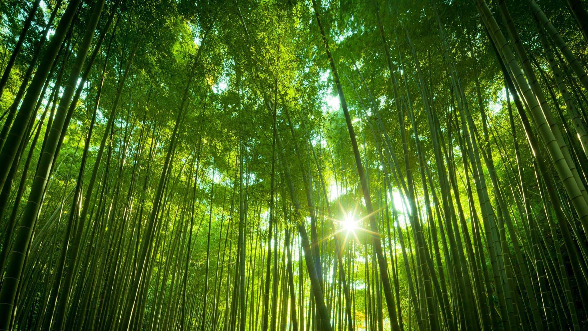 Download free Bamboo Forest Nature HD Wallpapers