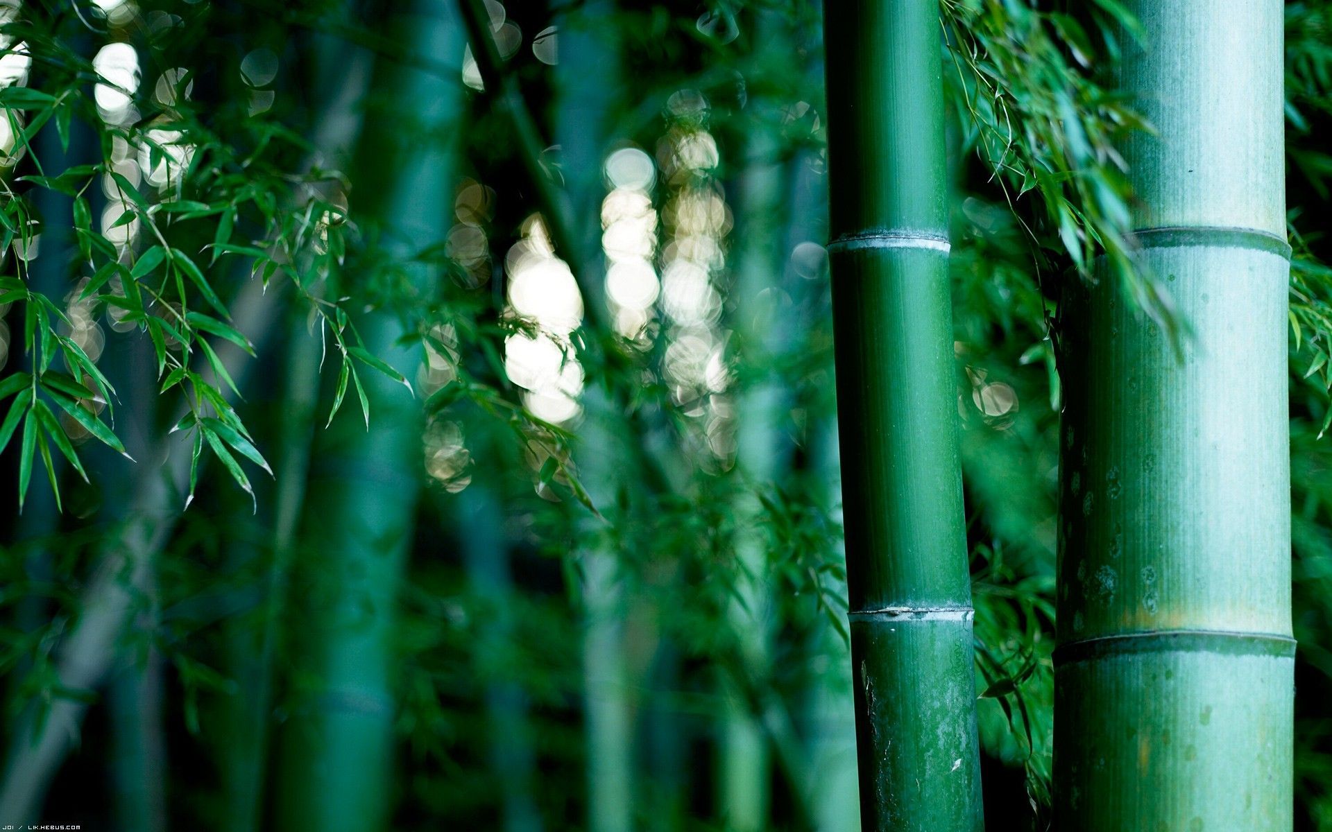 80 Bamboo HD Wallpapers | Backgrounds - Wallpaper Abyss - Page 2
