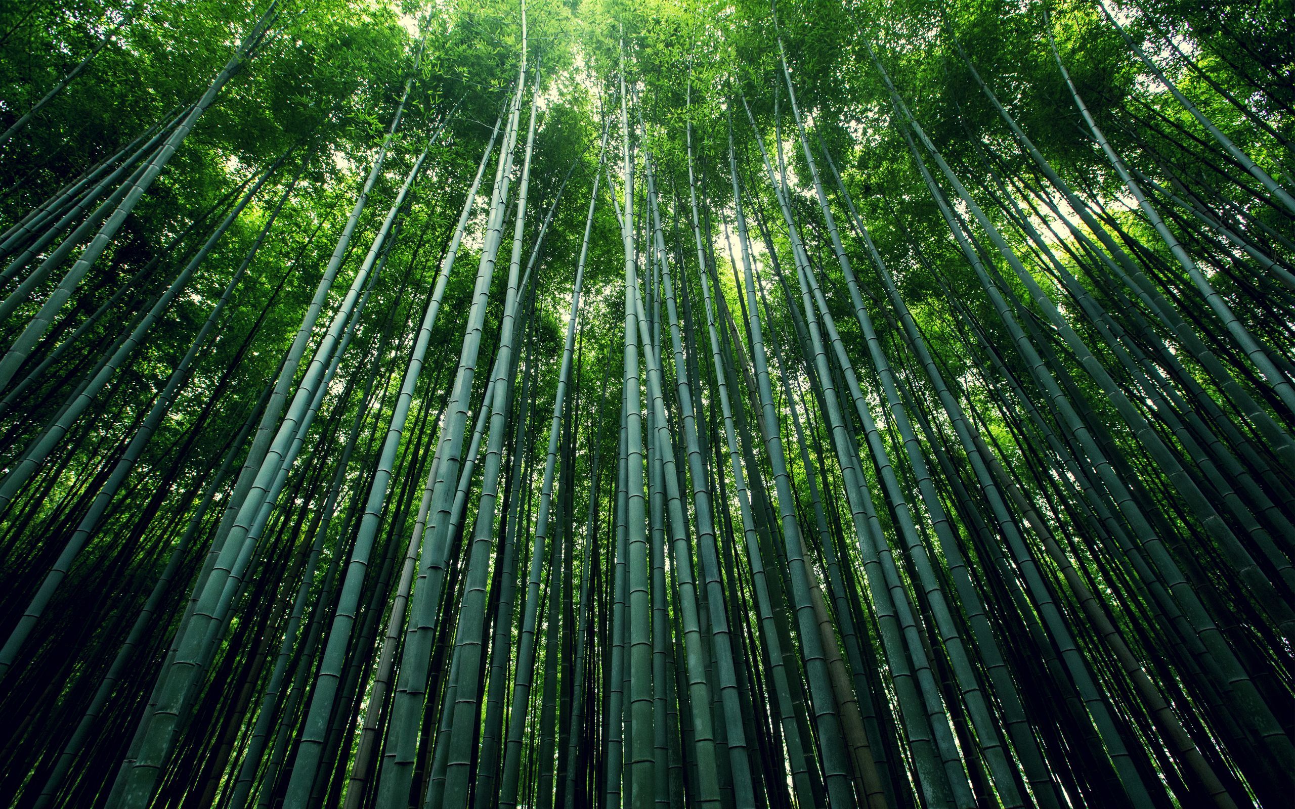 Bamboo Forest Wallpapers | HD Wallpapers