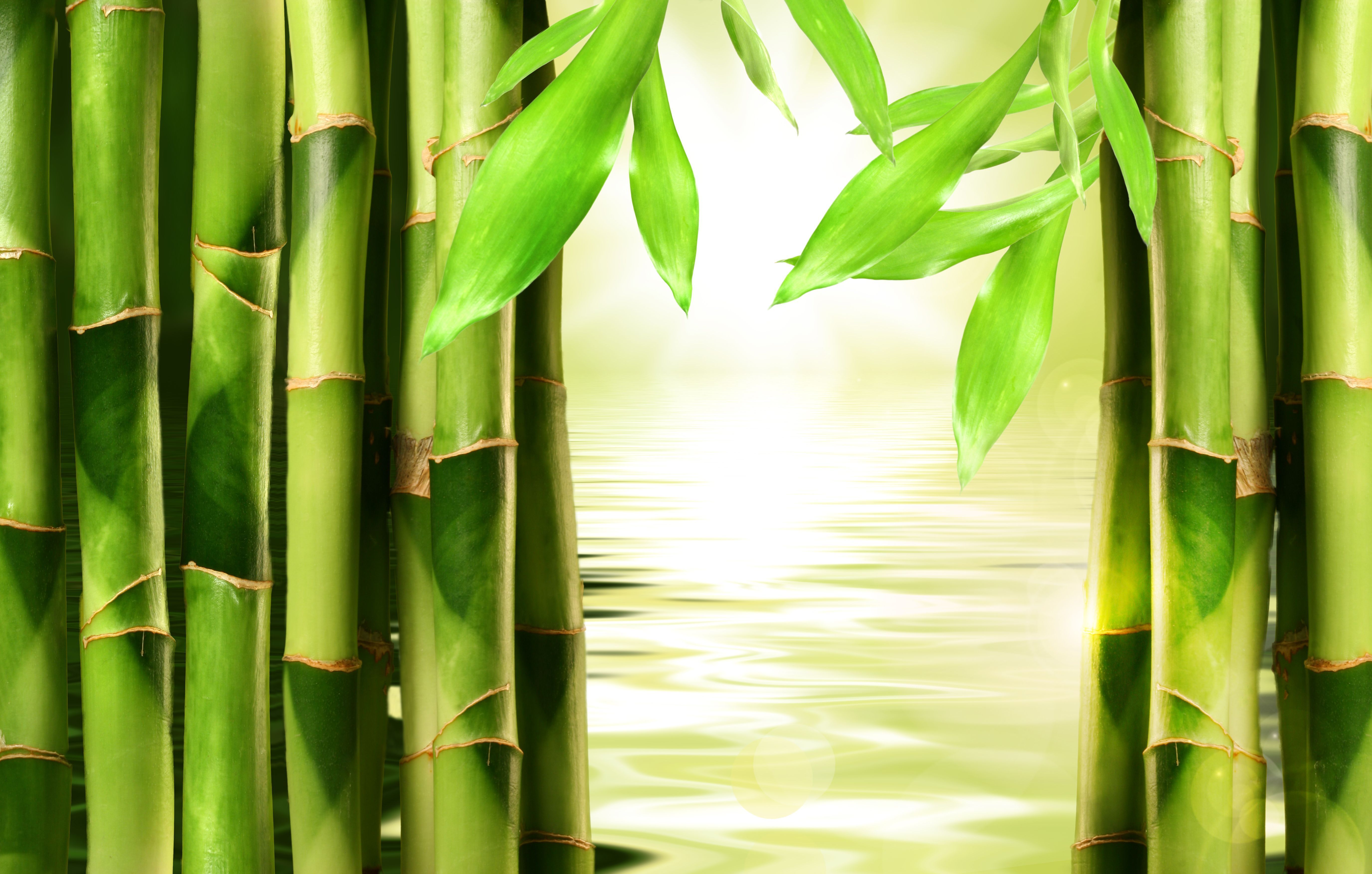 Bamboo Wallpaper For Iphone #350 » Nature Wallpaper Sakselone.com