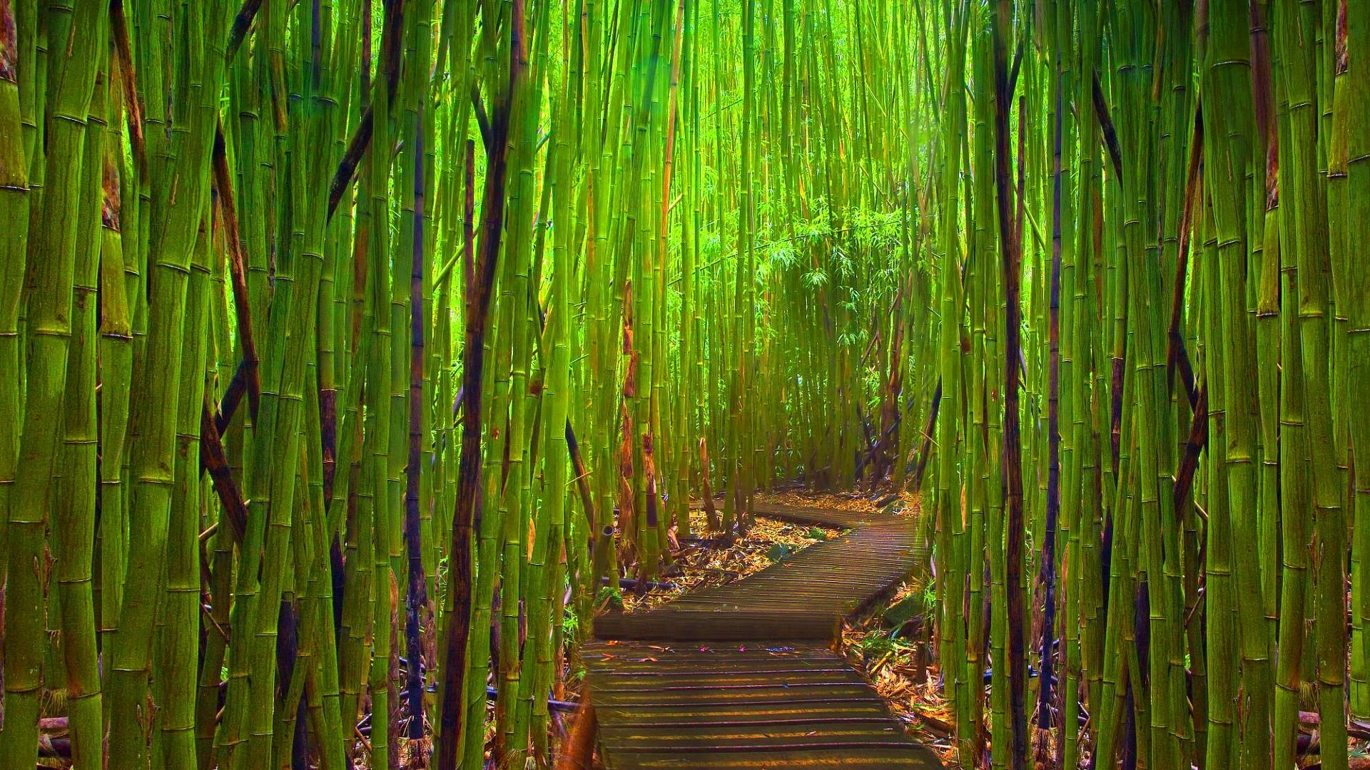 bamboo-hd-wallpaper_1.jpg