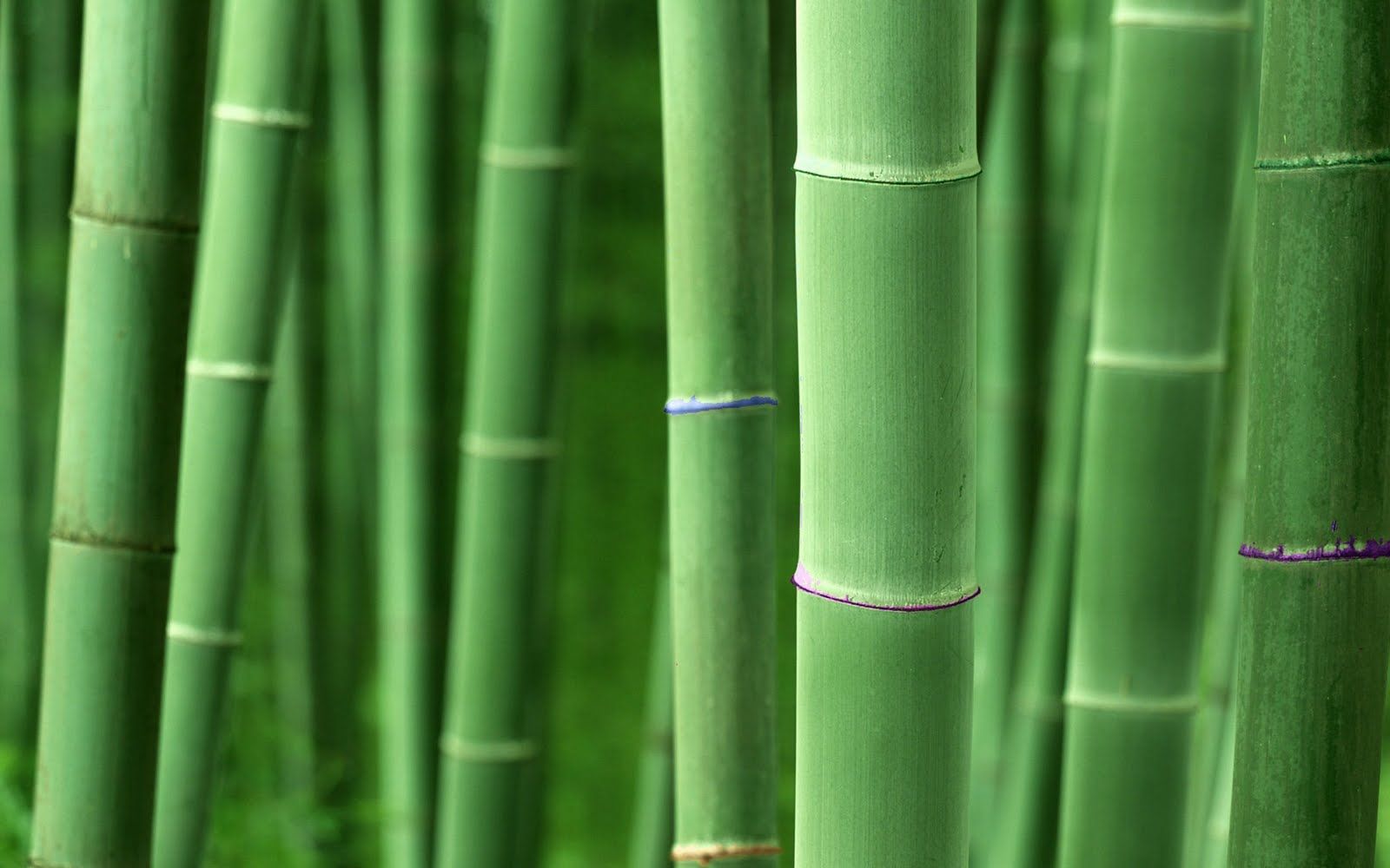 pic new posts: Wallpaper Bambu