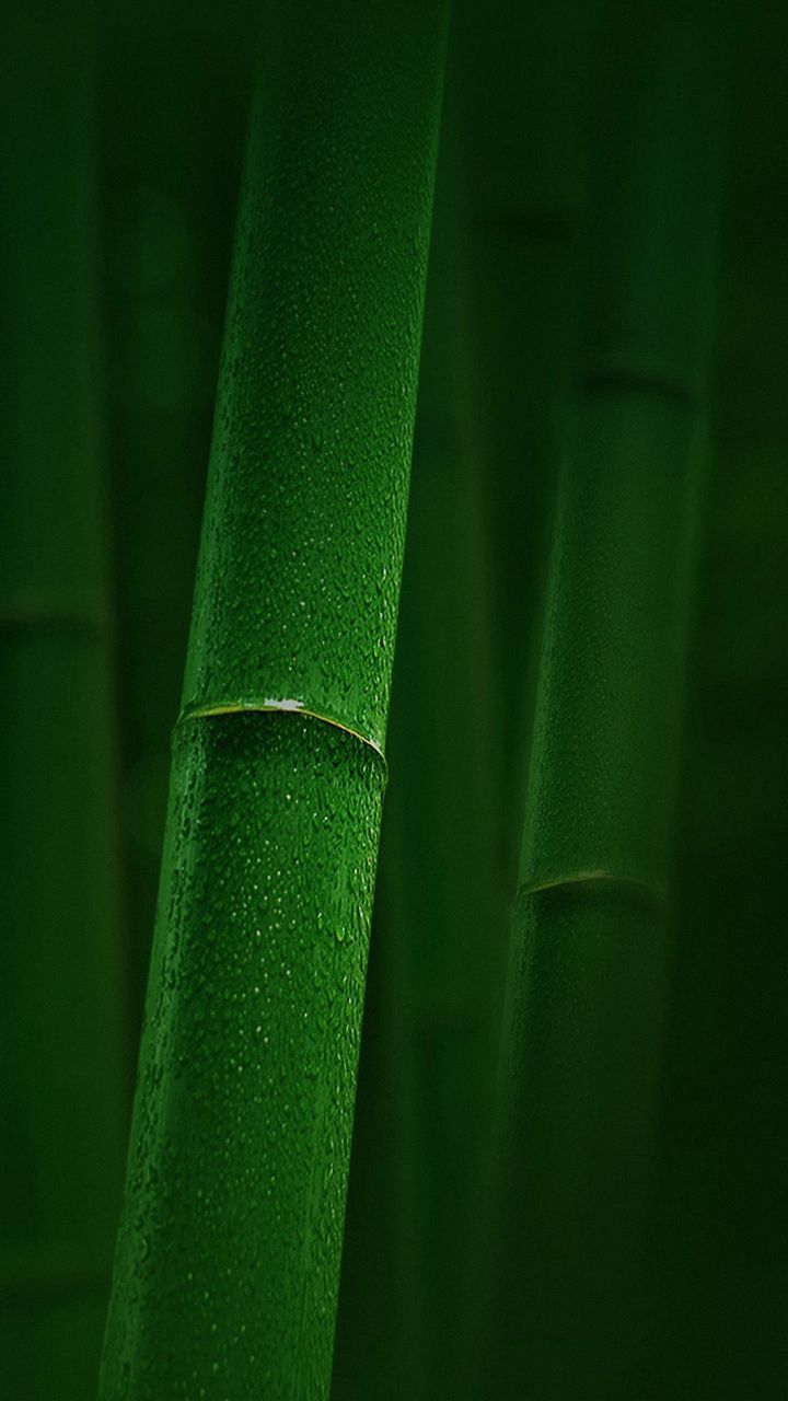 Green Bamboo sony xperia Wallpapers HD 720x1280