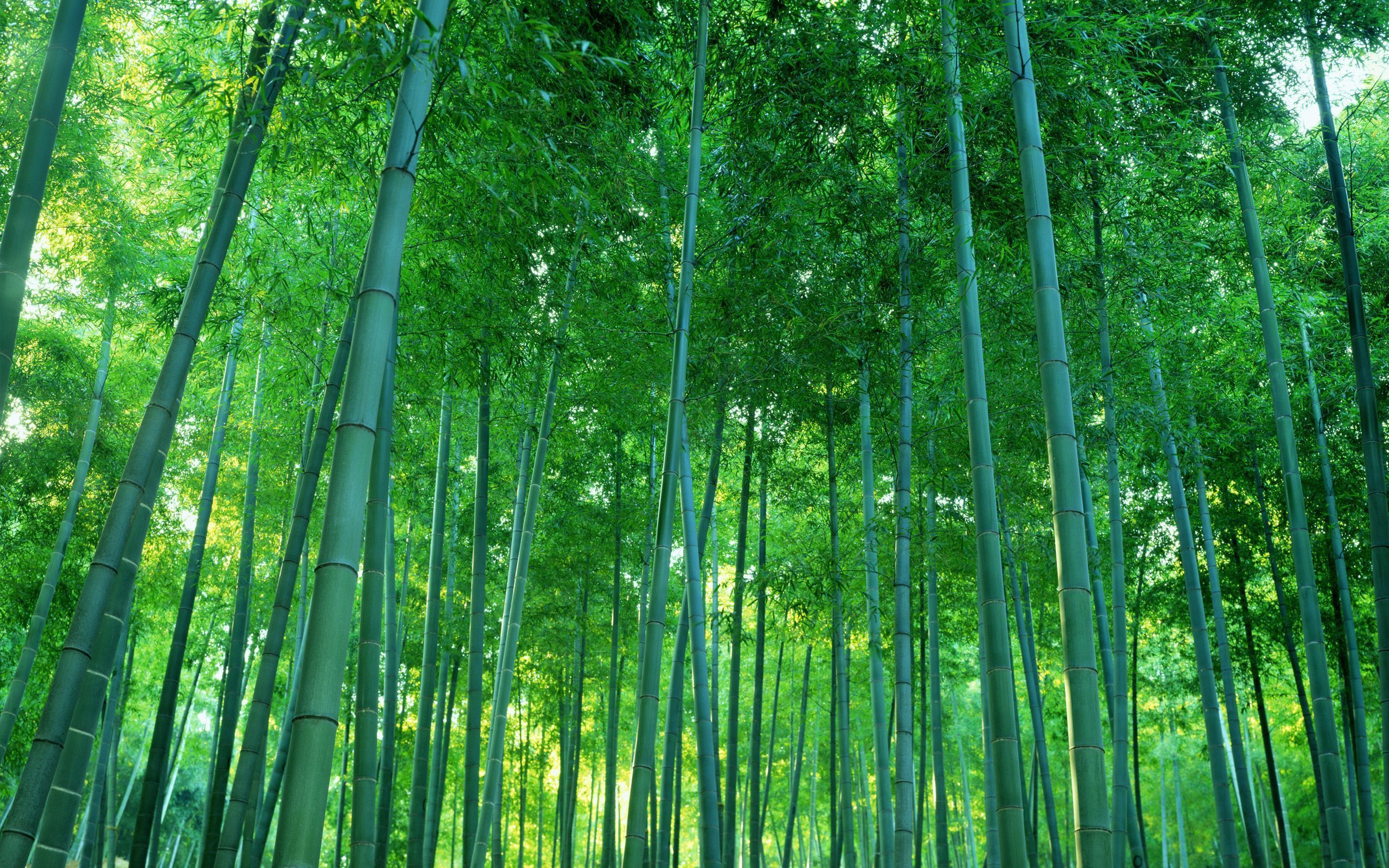 Bamboo Forest Bamboo Bamboosure Thing Boss Bamboo Forest Fresh New ...