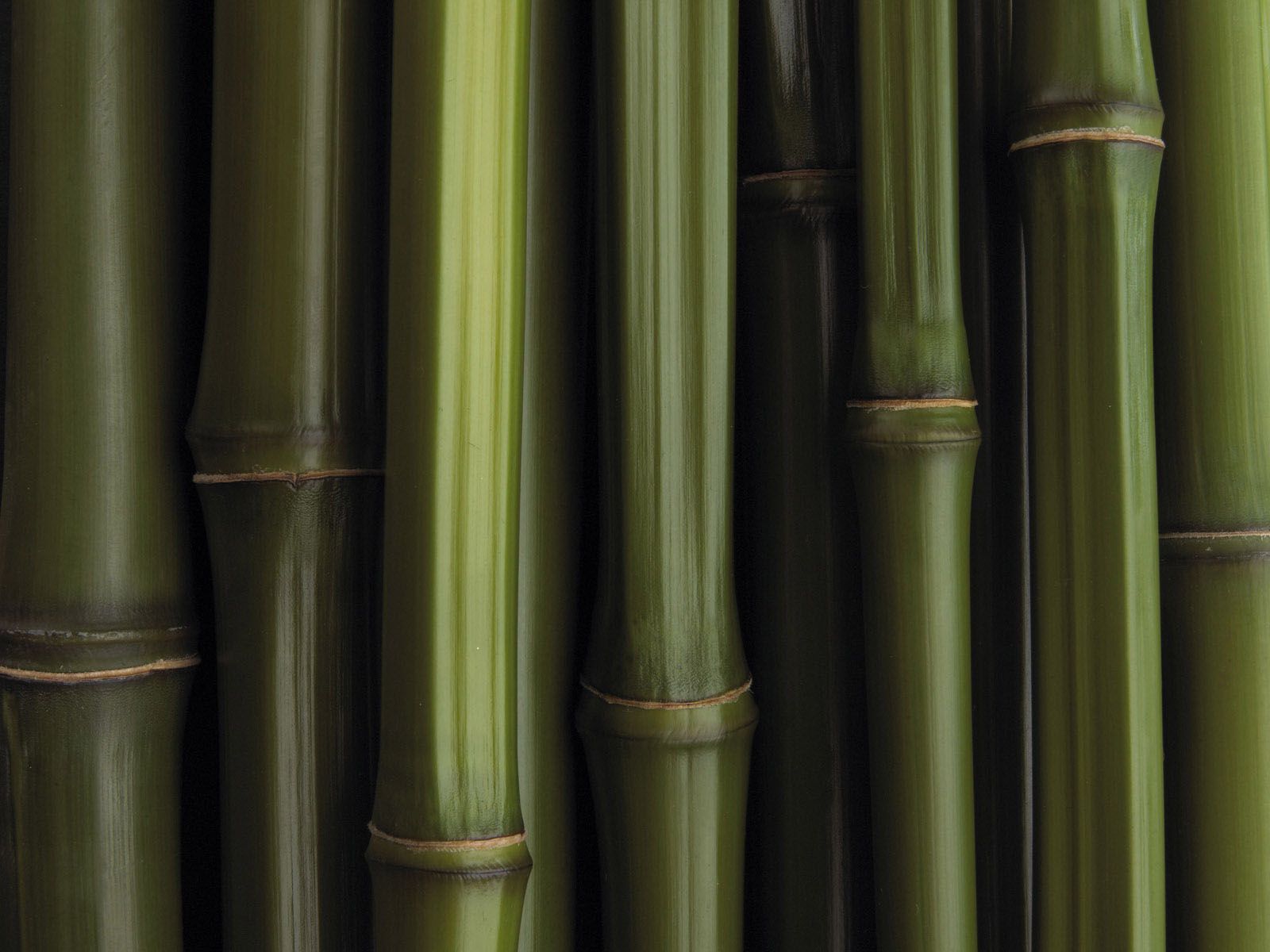 Bamboo+Wallpapers+%281%29.jpg