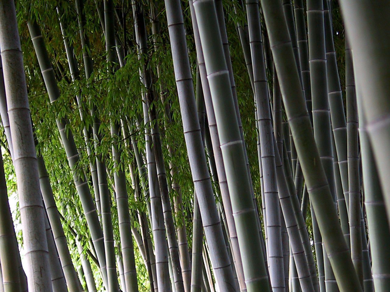 Bamboo Wallpaper HD (8) | Freetopwallpaper.com