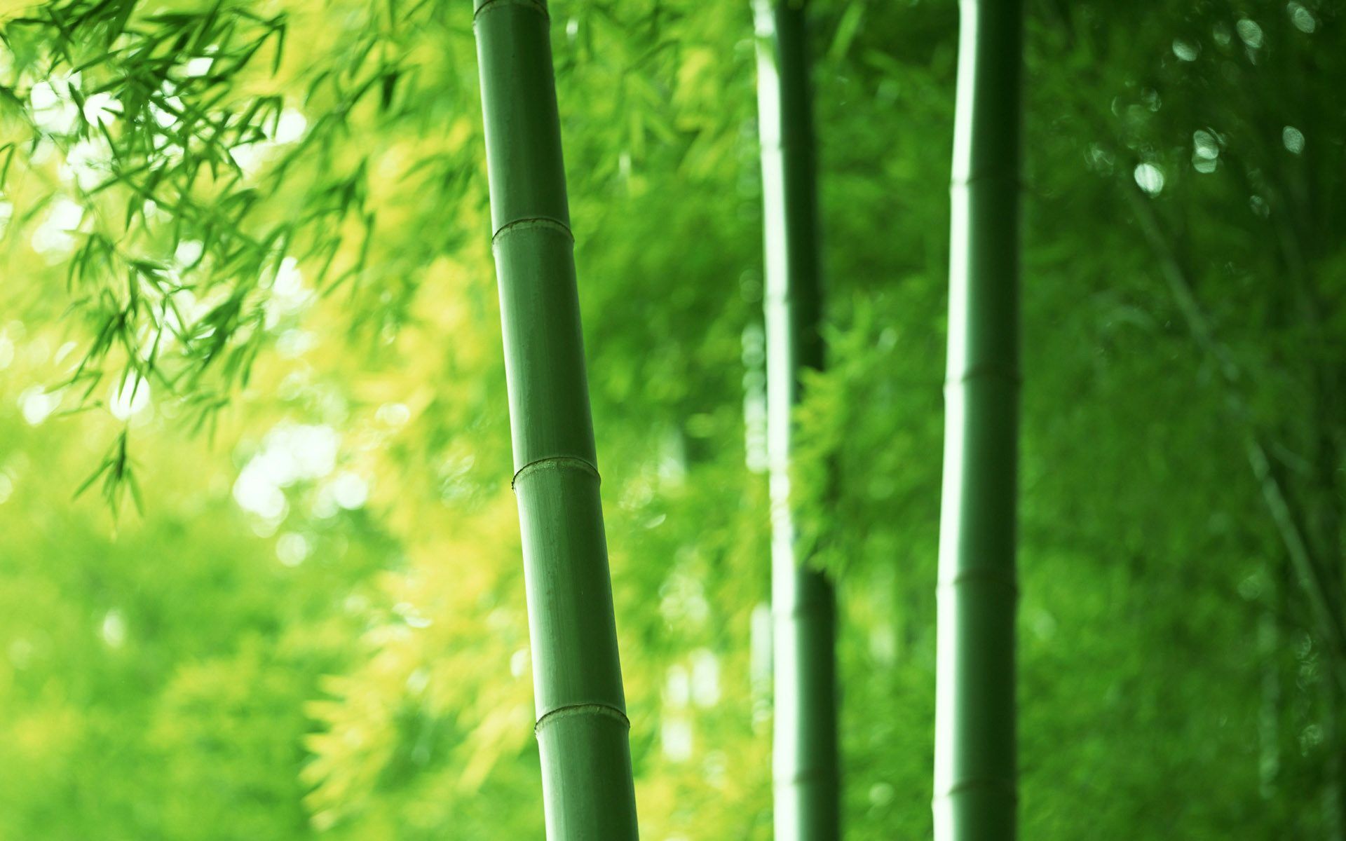Green Bamboo Wallpapers