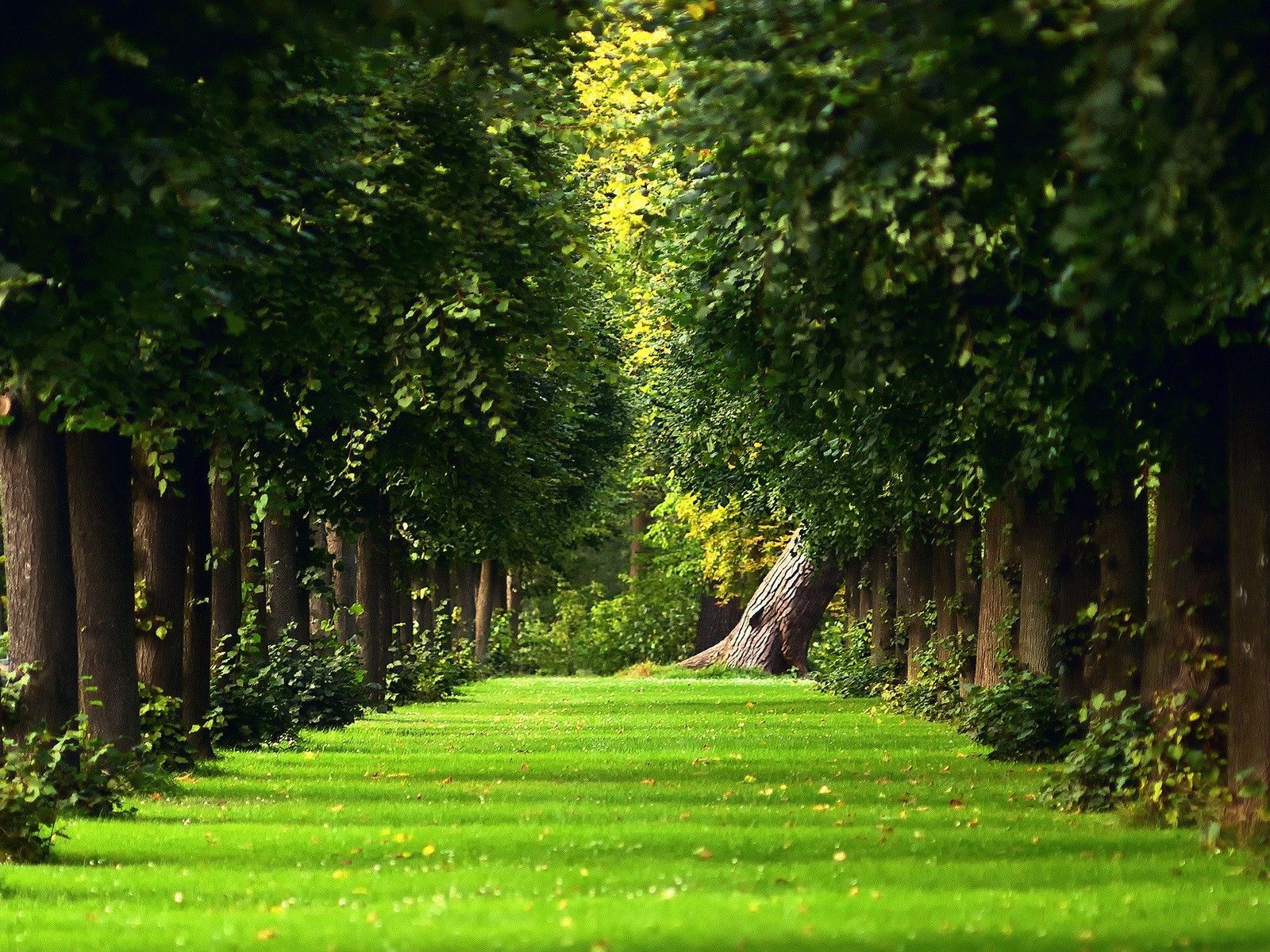 Download Beautiful Green Garden Wallpaper | Full HD Wallpapers