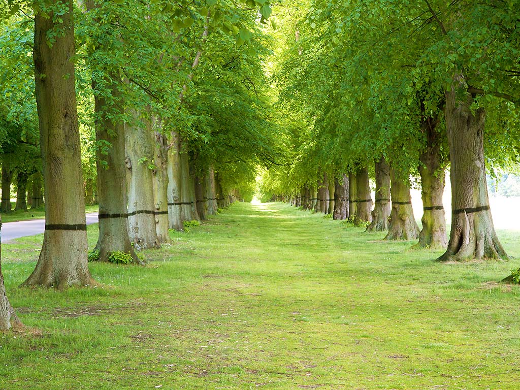Free Wallpaper: Green Trees in Garden Wallpaper