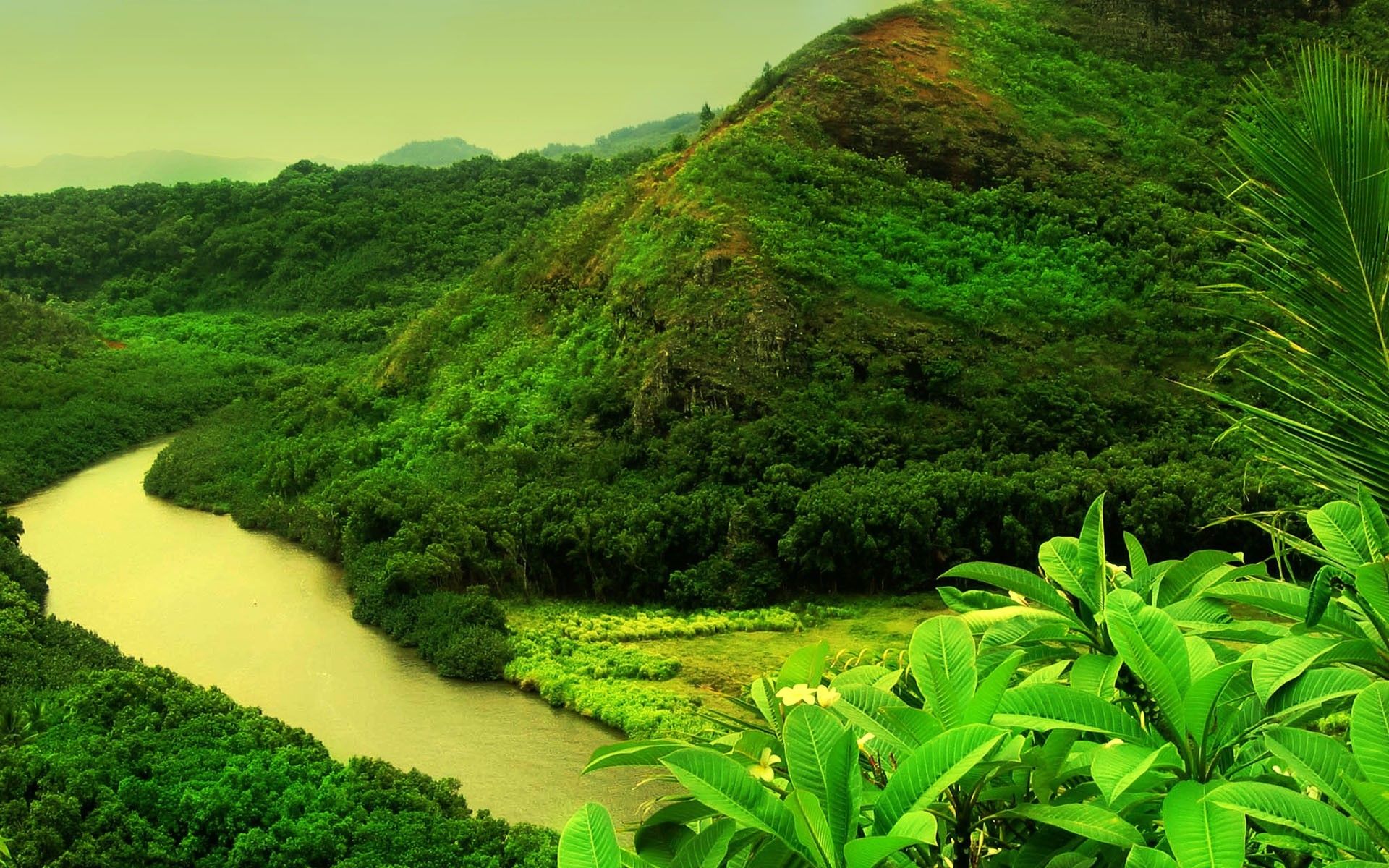 Jungle River HD Wallpapers - HD Wallpapers Backgrounds of Your Choice