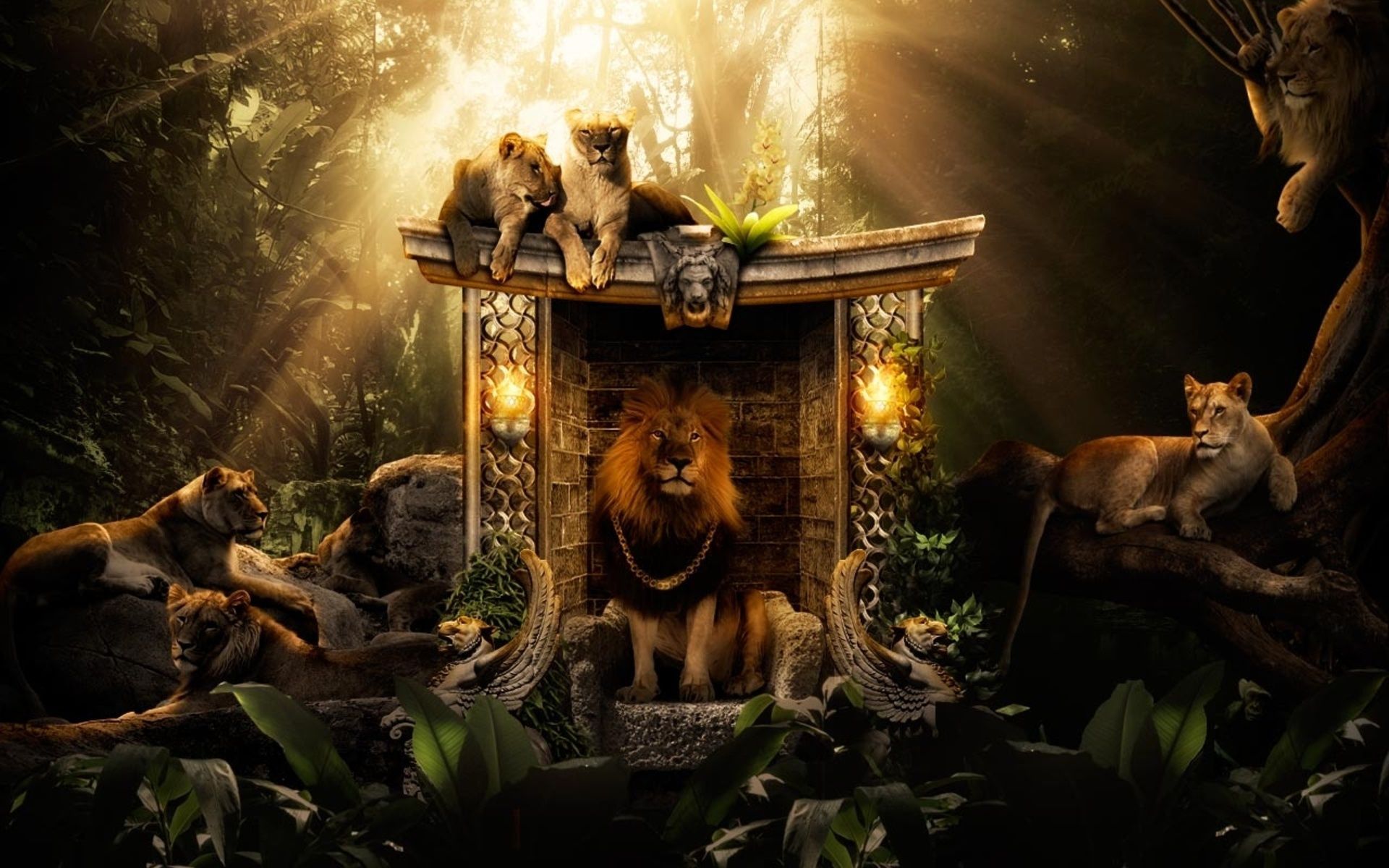 Lions Jungle Wallpapers HD Backgrounds