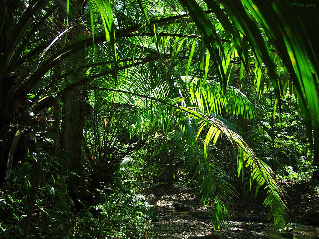 Impenetrable jungle wallpapers and images - wallpapers, pictures
