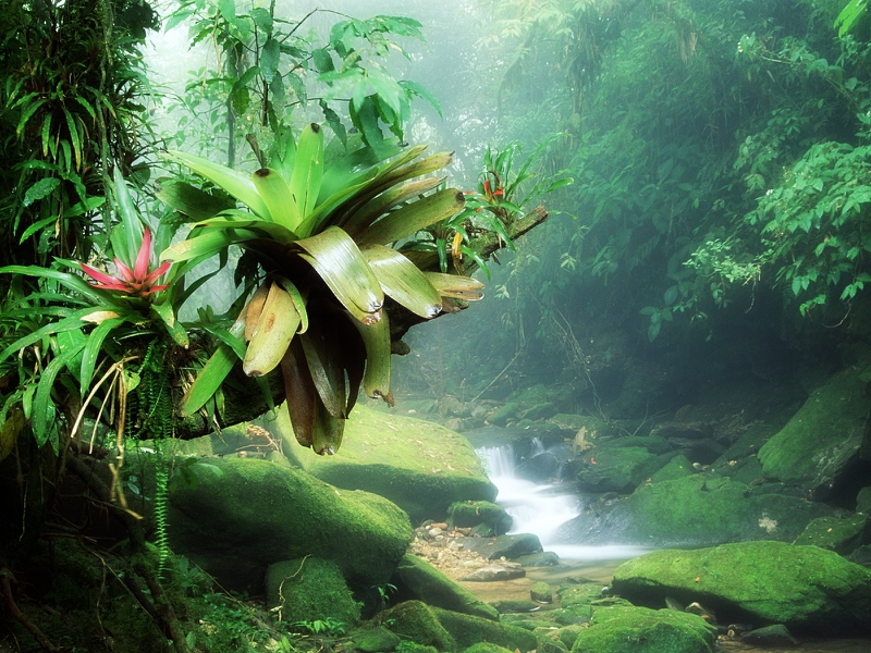 Green Nature In The Jungle Nature Other HD Desktop Wallpaper