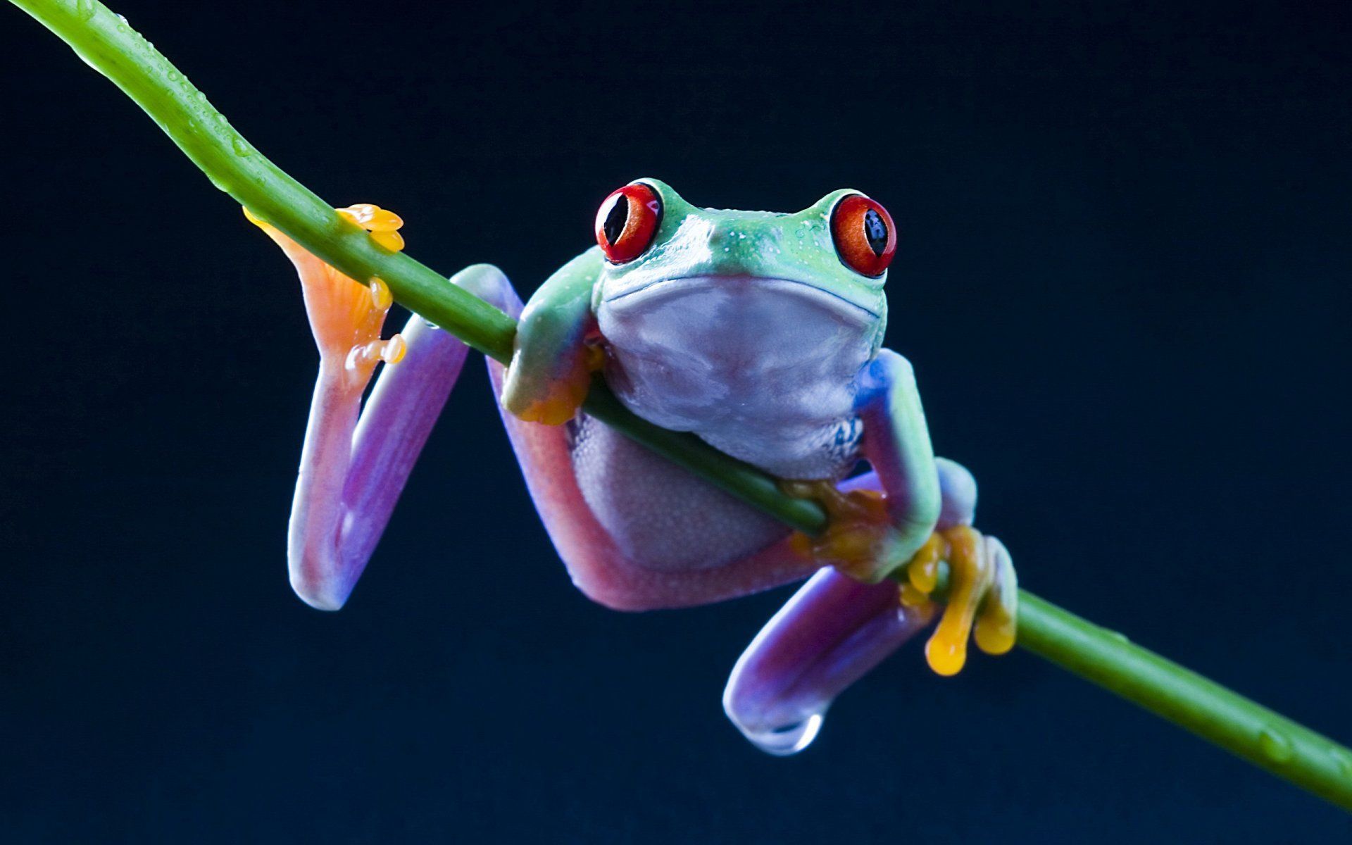 Frog Desktop Wallpaper, Frog Photos, New Backgrounds