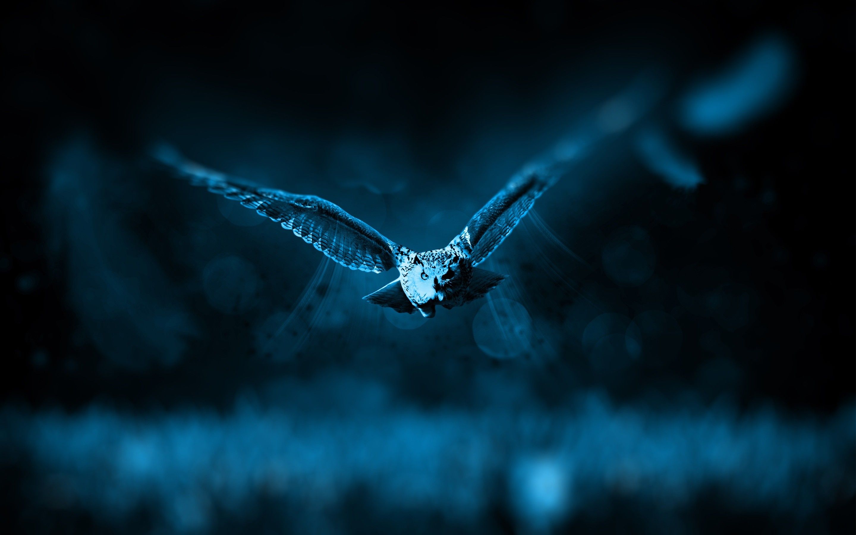 Night Owl HD Desktop Wallpaper - New HD Backgrounds