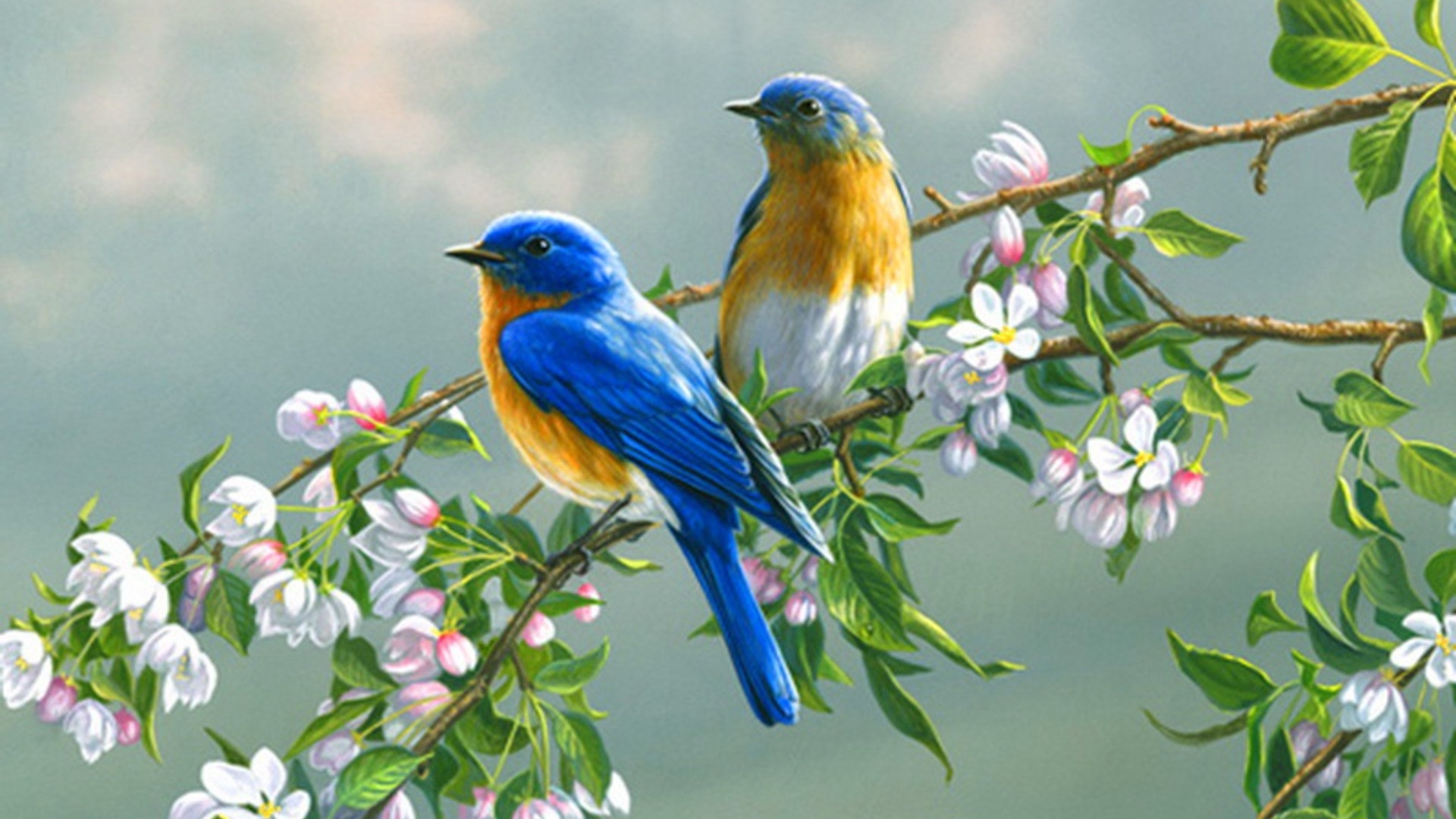 Couple of birds on Tree Branches HD Desktop Wallpaper Background