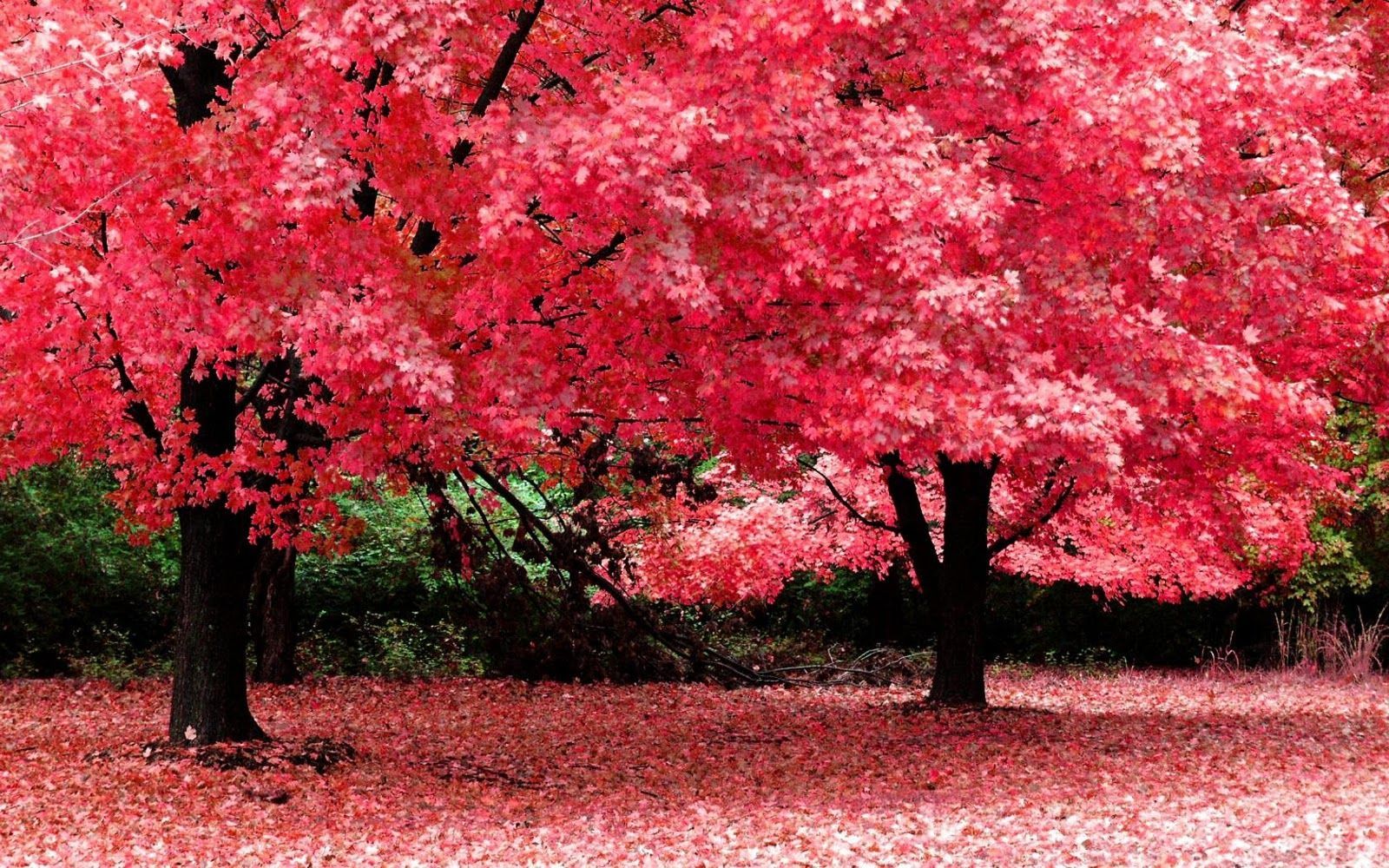 Download Autumn Fantasy High Resolution Widescreen Nature