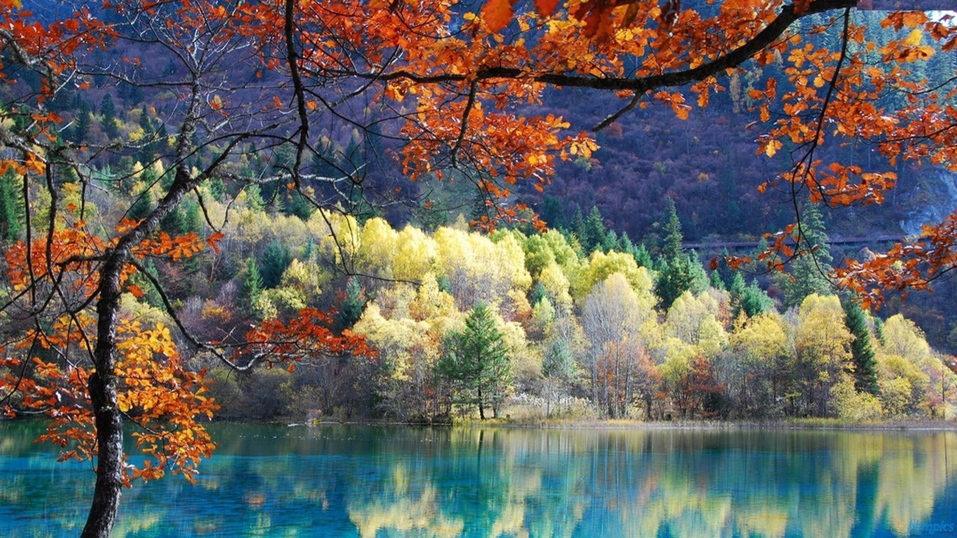 Autumn Tree HD Wallpaper | Autumn Tree Pictures | Cool Wallpapers