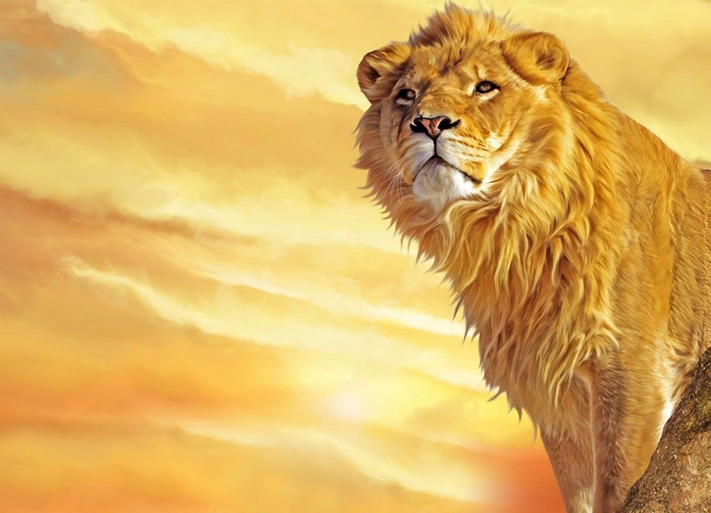 Lion Wallpaper Widescreen Download HD Backgrounds