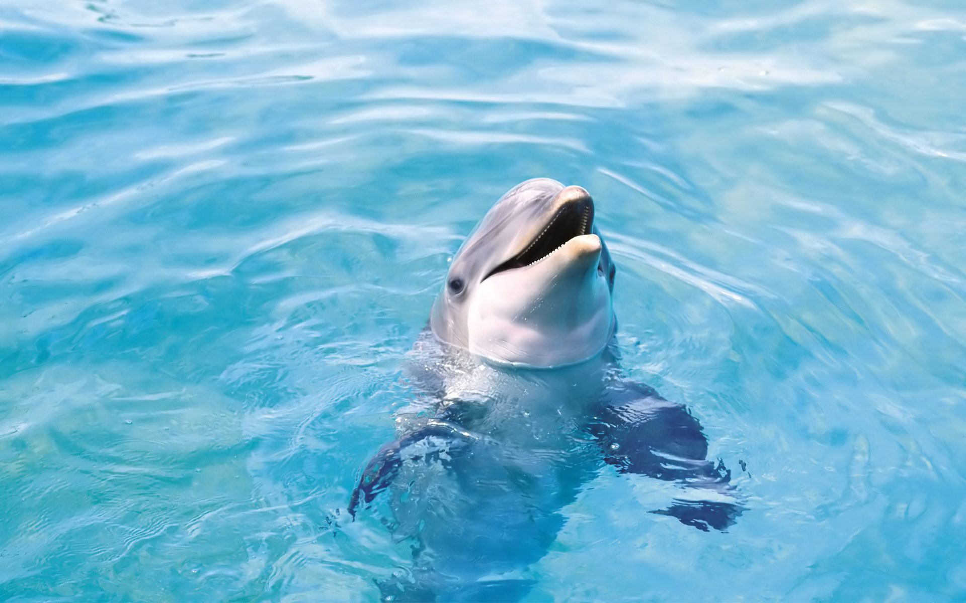 Dolphin Desktop Wallpaper | Dolphins Pictures Free | Cool Wallpapers