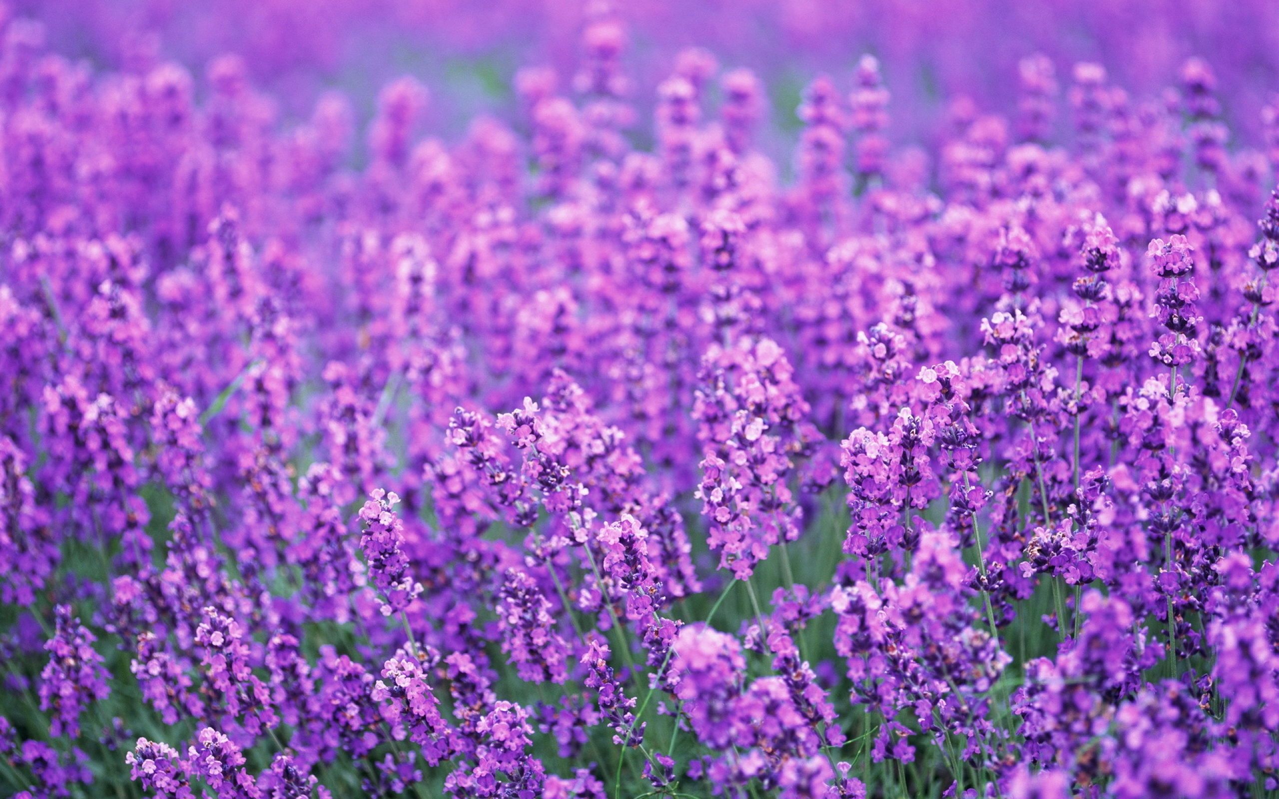 Lavender Flowers Desktop Wallpaper, Lavender Flowers Pictures