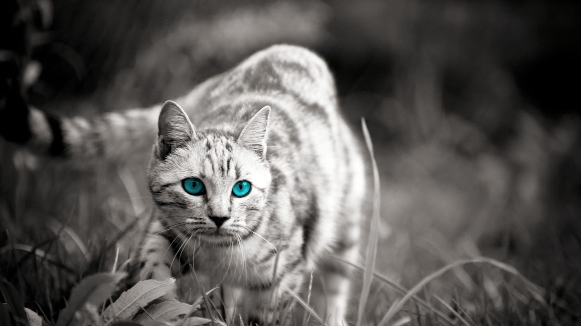 Cute Wild Cats Backgrounds Widescreen and HD background Wallpaper