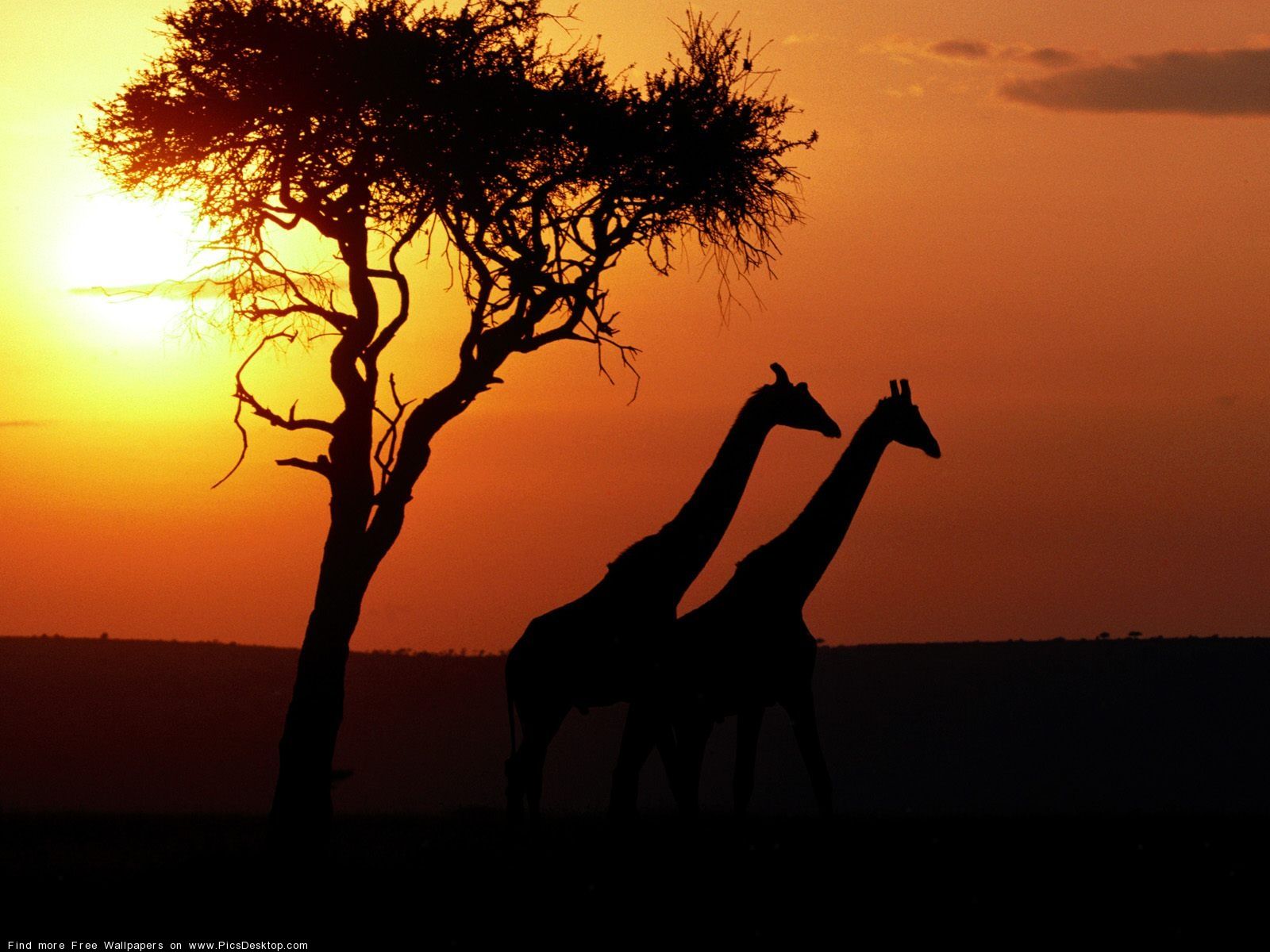 The giraffe - Wild Animals - Free Desktop Wallpaper 1600x1200