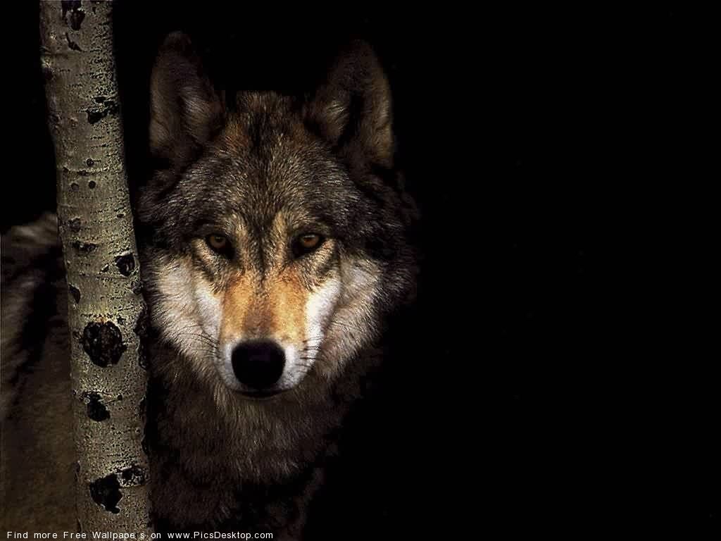 The wolf - Wild Animals - Free Desktop Wallpaper collection.
