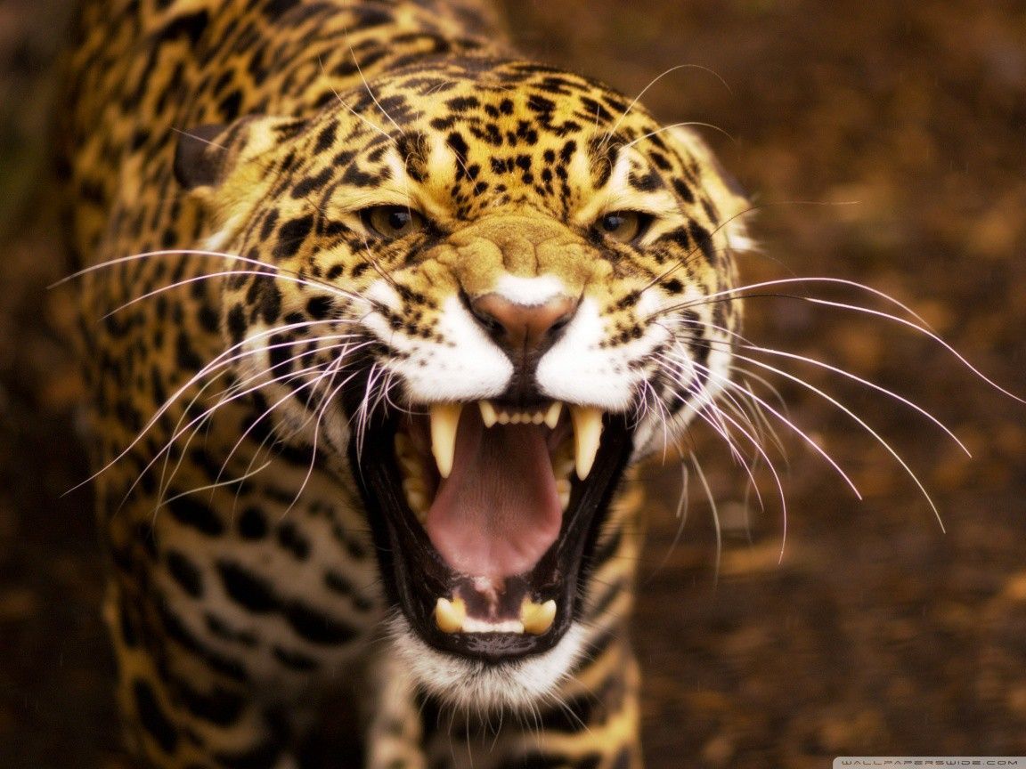 Cats Wild Cat Nice Roring Jaguar Desktop Backgrounds for HD 169