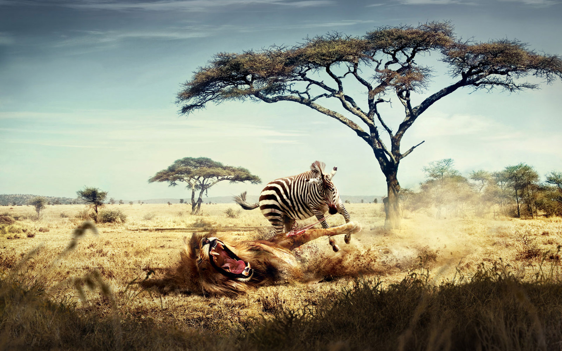 Wild Lion Zebra Chase Wallpaper DESKTOP BACKGROUNDS Best