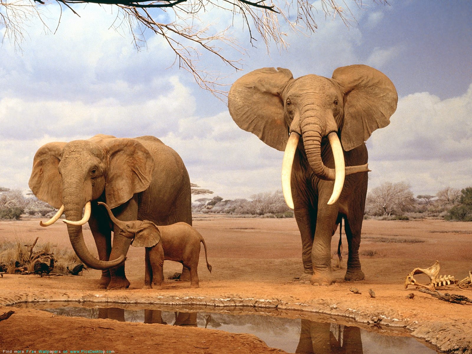 The elephant - Wild Animals - Free Desktop Wallpaper image