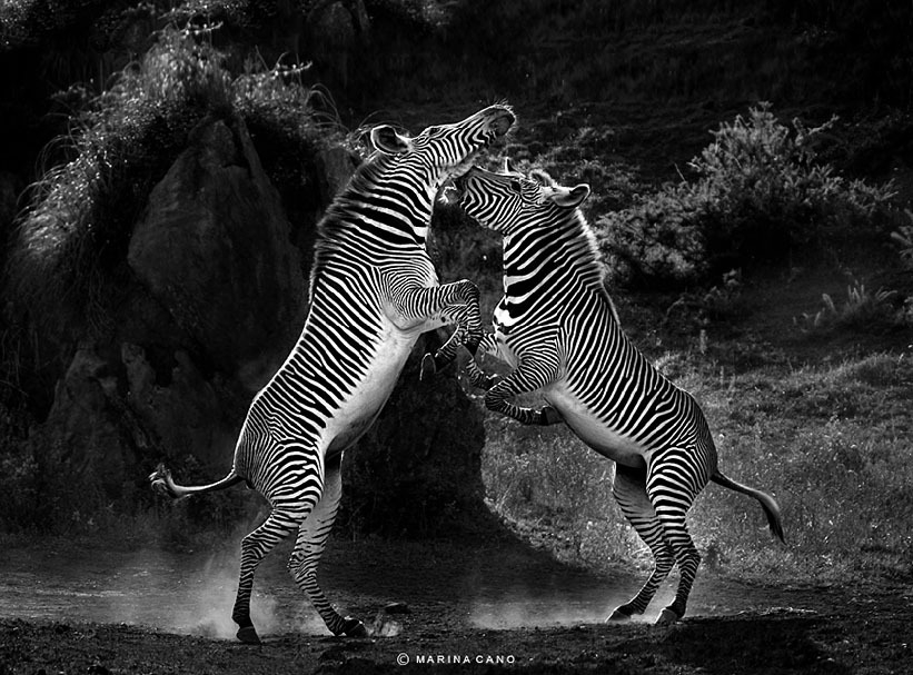 Zebras Fight Animals Striped Zebras Wild Desktop Backgrounds for