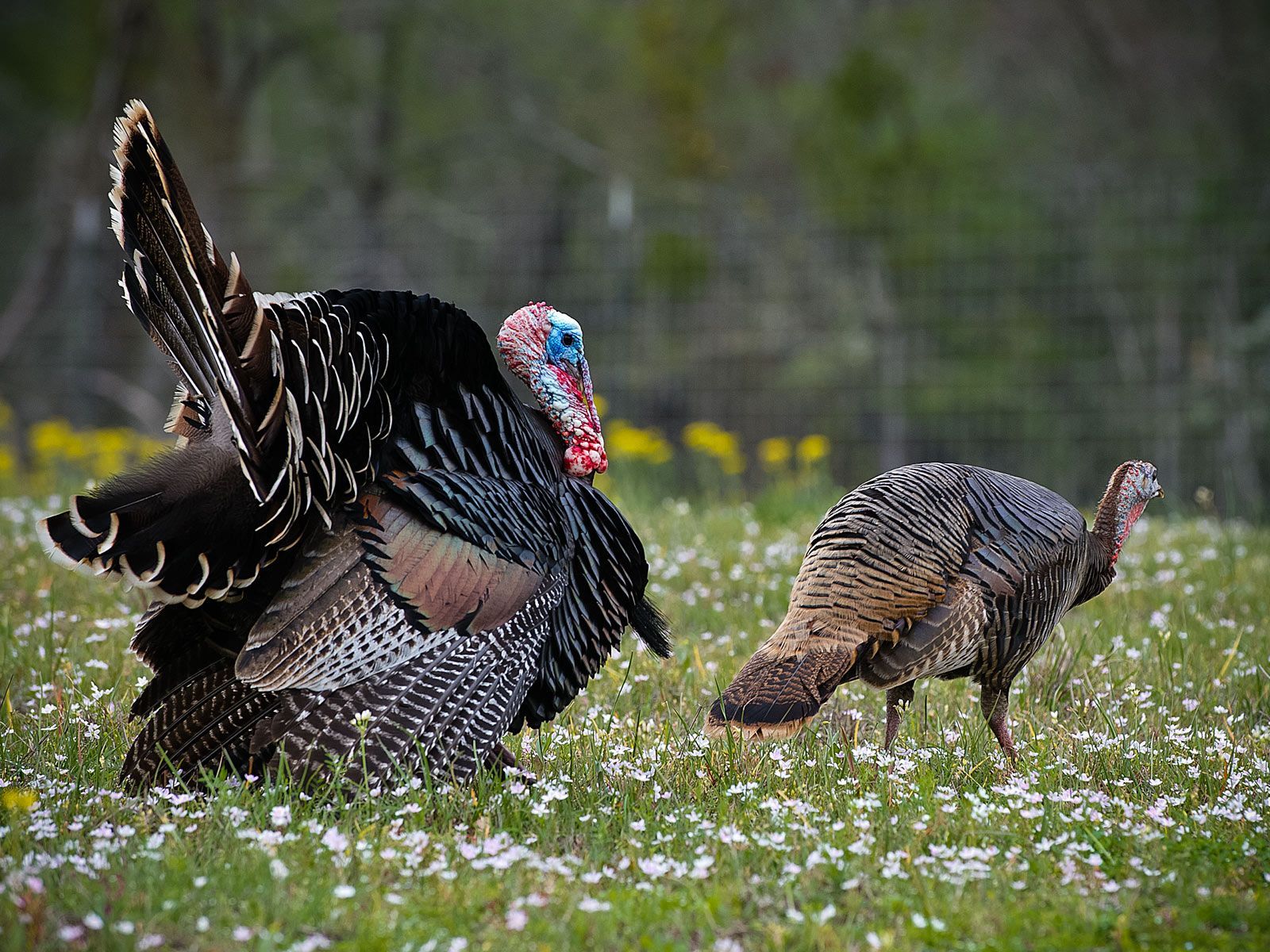 Wild Turkey Desktop Backgrounds