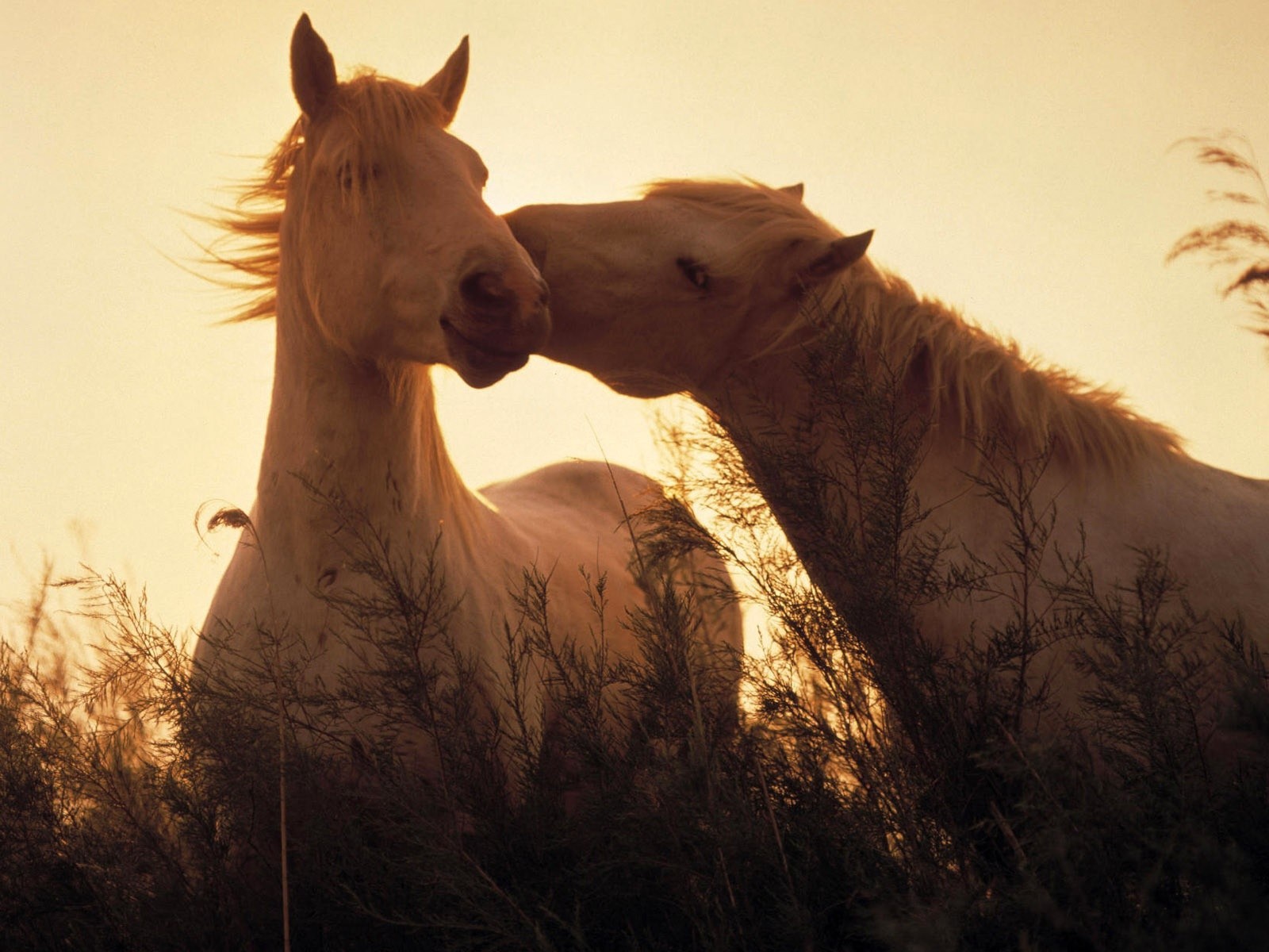 Horses Horses Love Grass Wild Desktop Backgrounds for HD 169