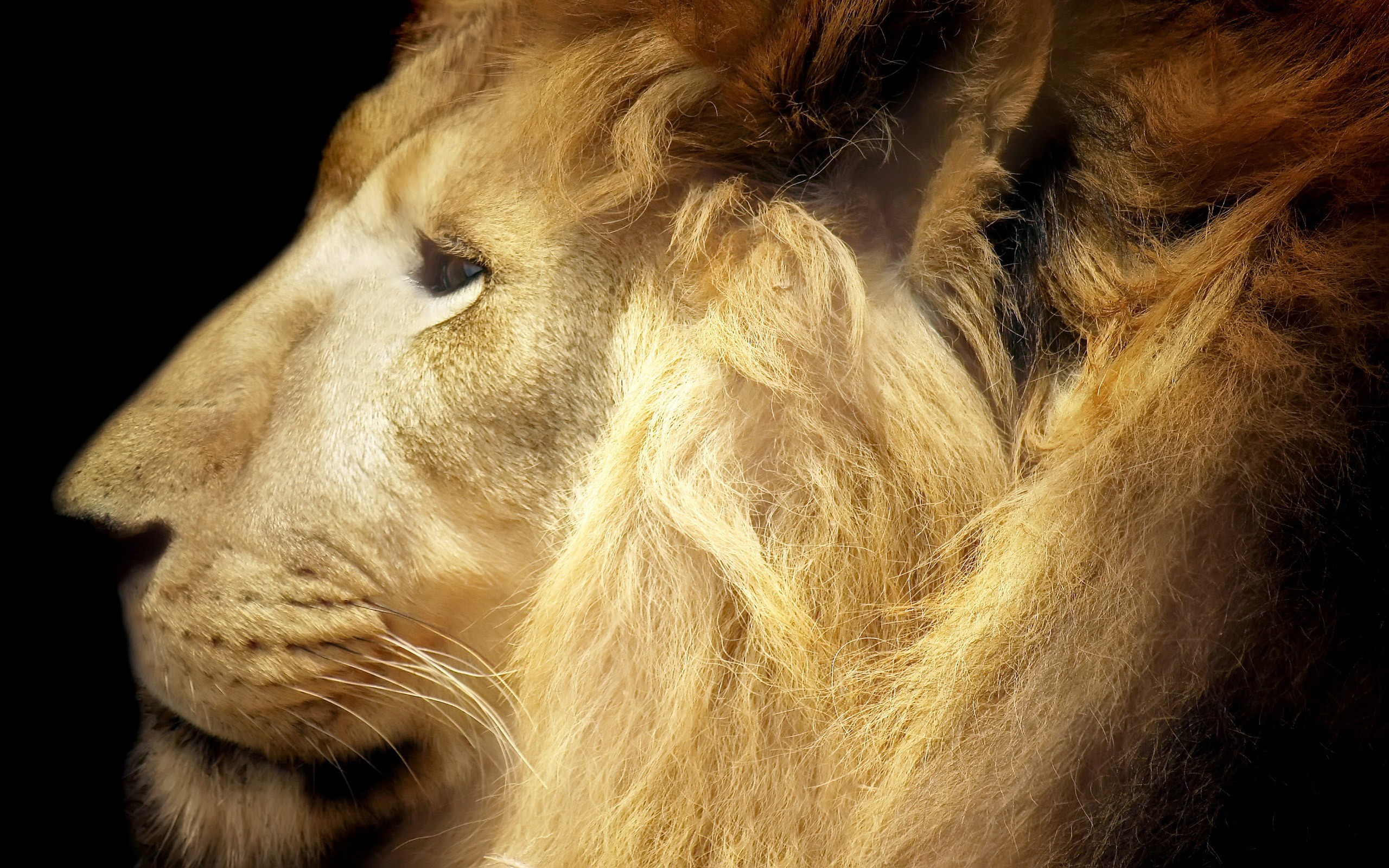 Cats Lions Profile Animal Photography Cat Wild Desktop Backgrounds