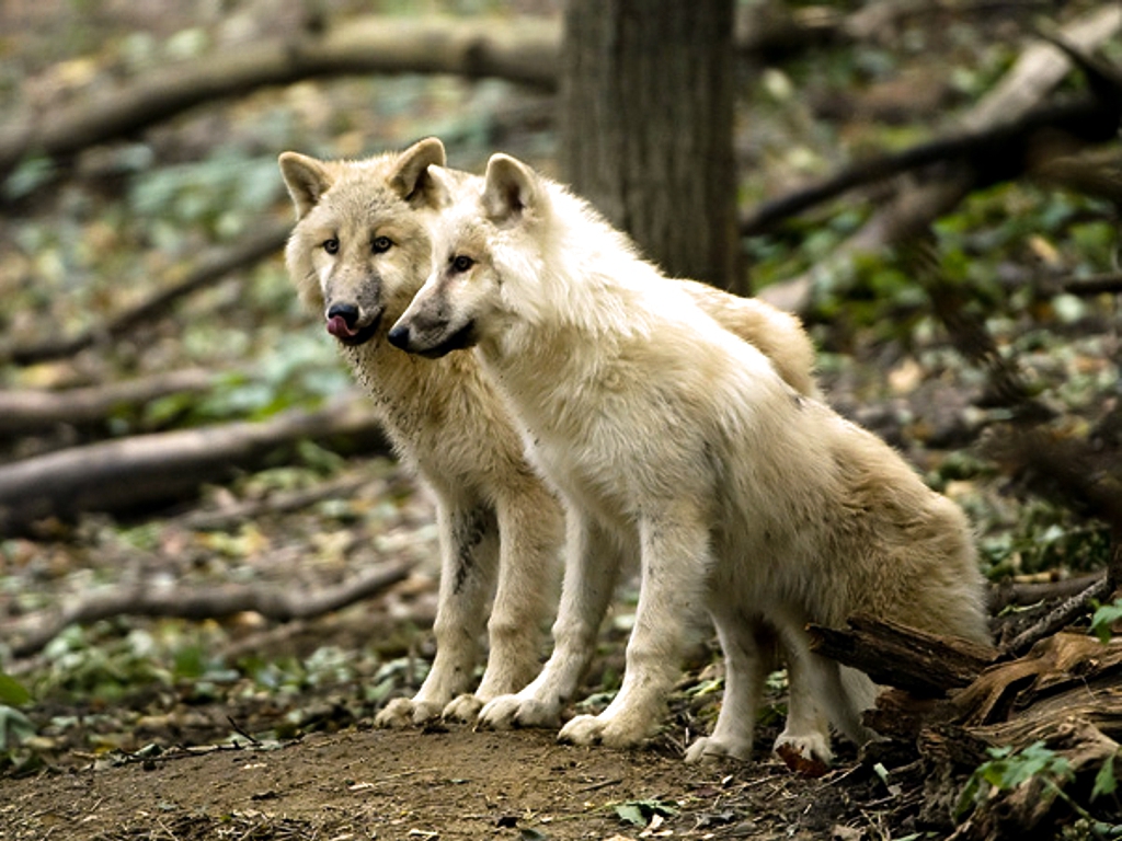 Other White Wolves Forest Winter Predator Wild Desktop Backgrounds