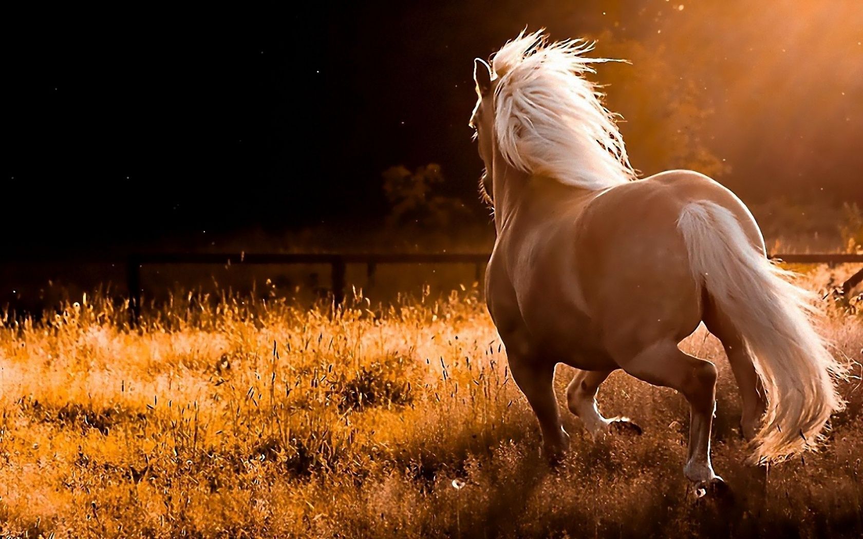 Download Name Nature Running Wild Horses Widescreen Wallpaper