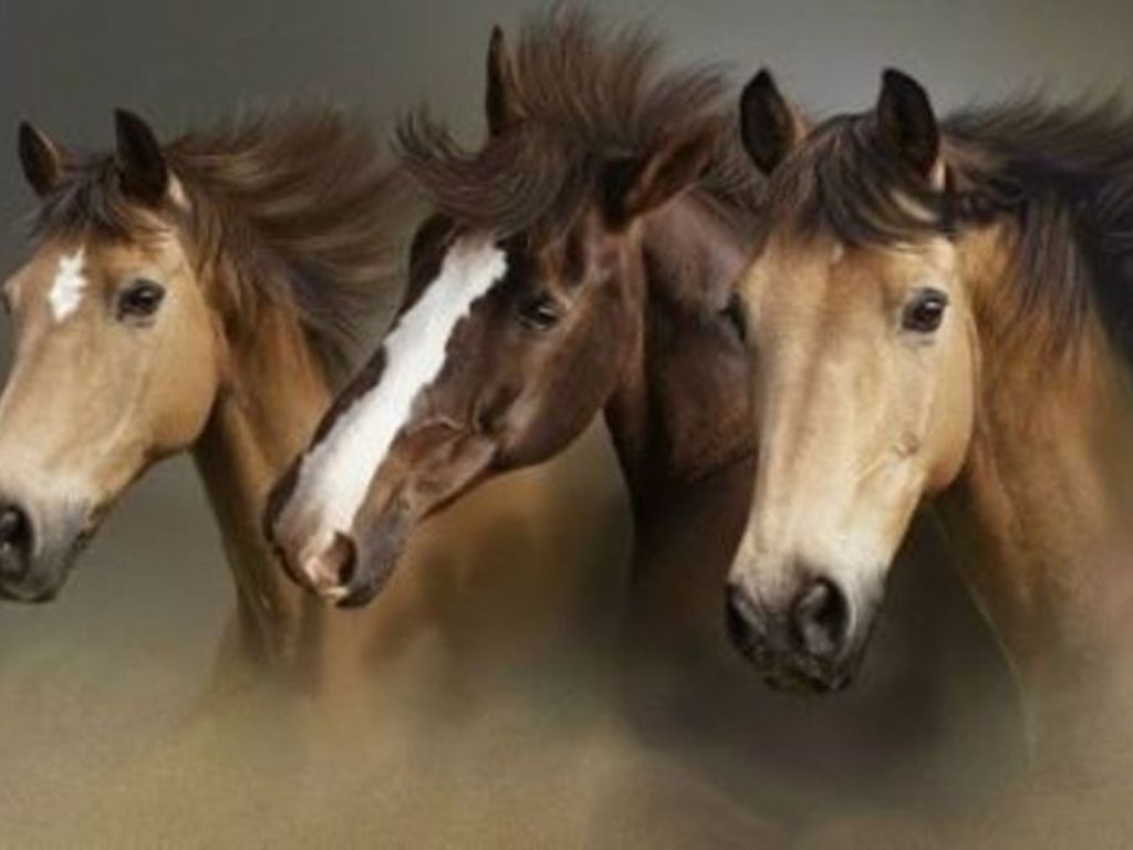 Download Beautiful Wild Horses Wallpaper 1024x768 Full HD Backgrounds