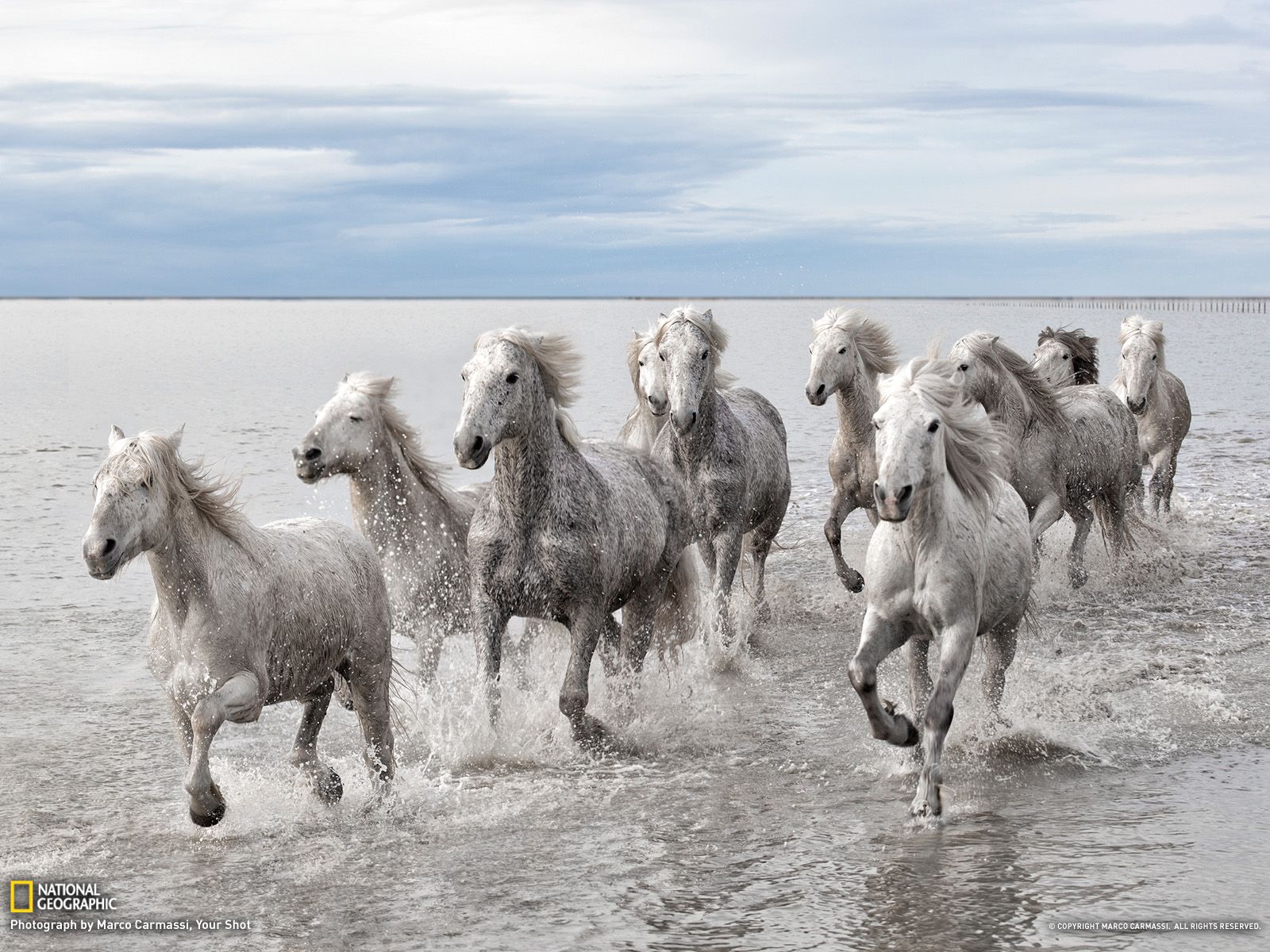 Wild Horses Picture Animal Wallpaper National Geographic