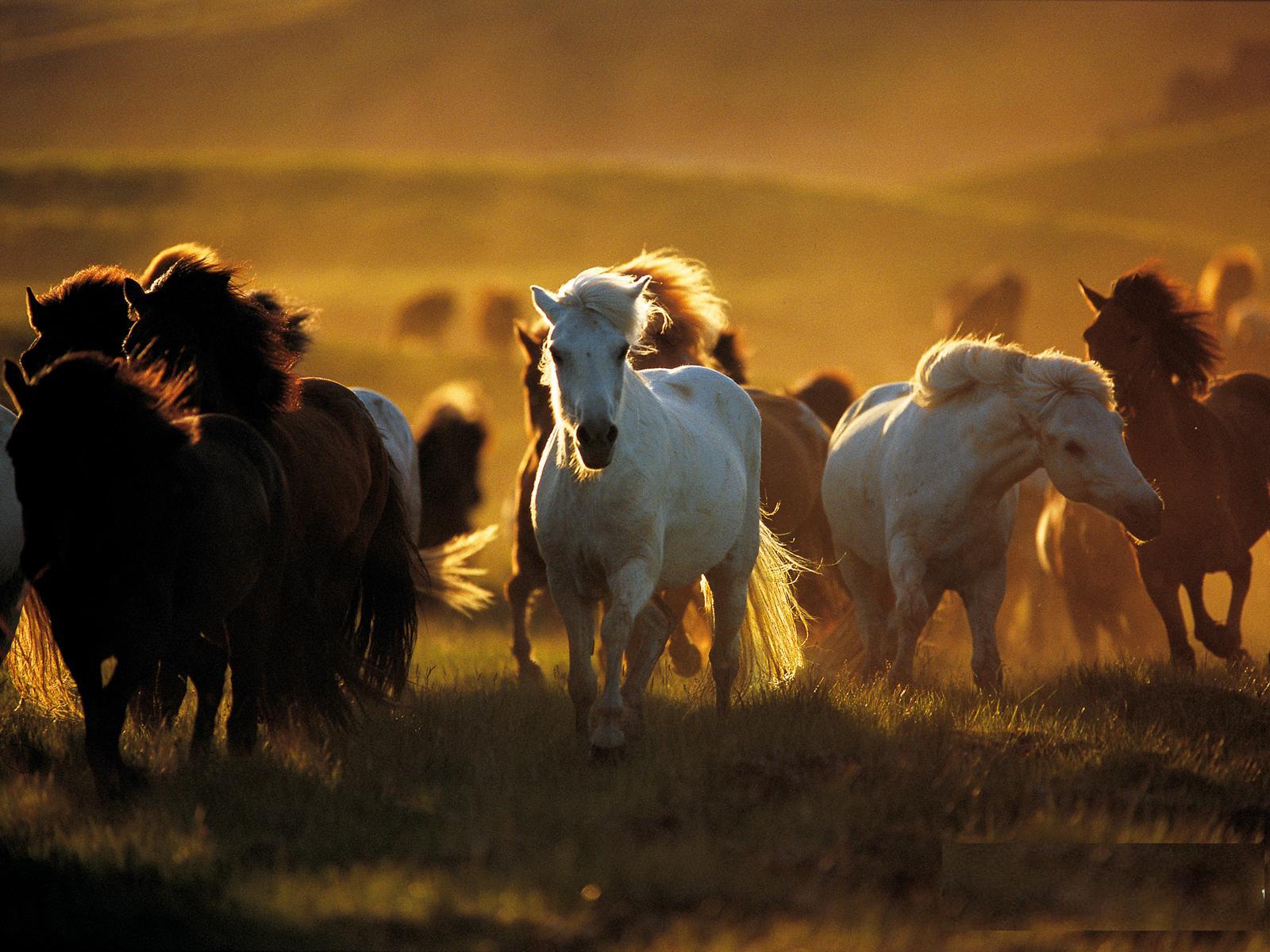 Wild horses wallpapers - Image Backgrounds