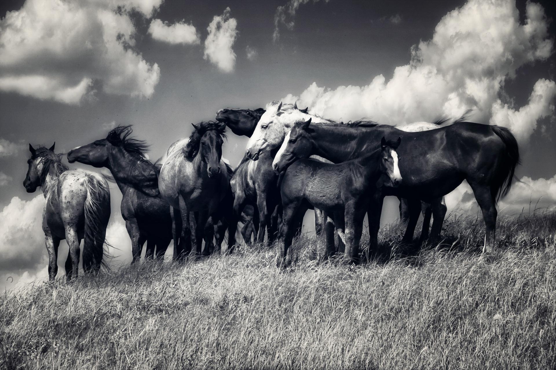 Wild horses - - High Quality and Resolution Wallpapers