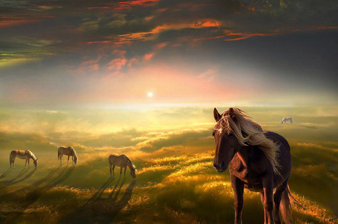 WILD HORSES WALLPAPER - - HD Wallpapers
