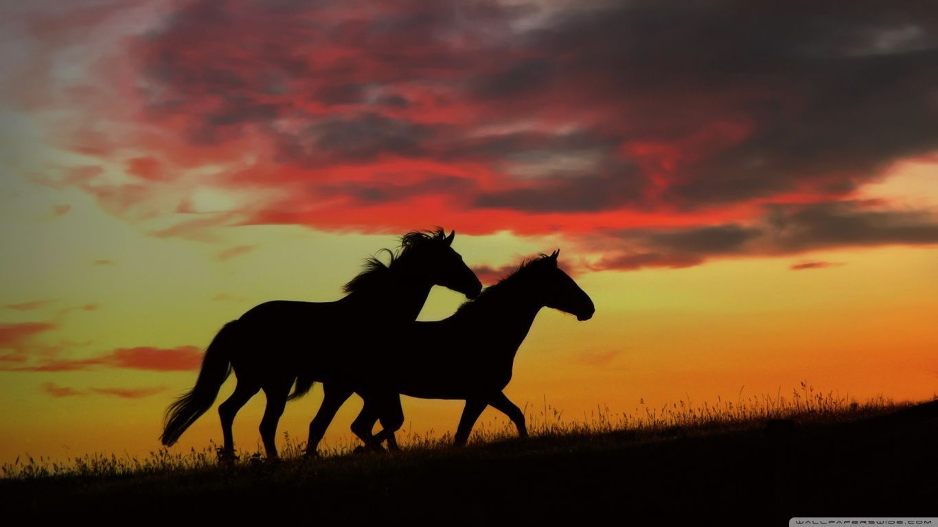 Wild Horses Running HD desktop wallpaper Widescreen High resolution