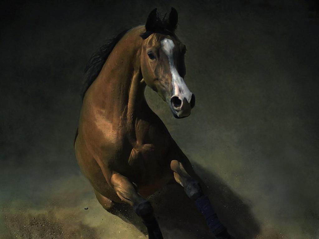 Wallpapers Wild Horse Live Chat By Liveperson Brown More 1024x768