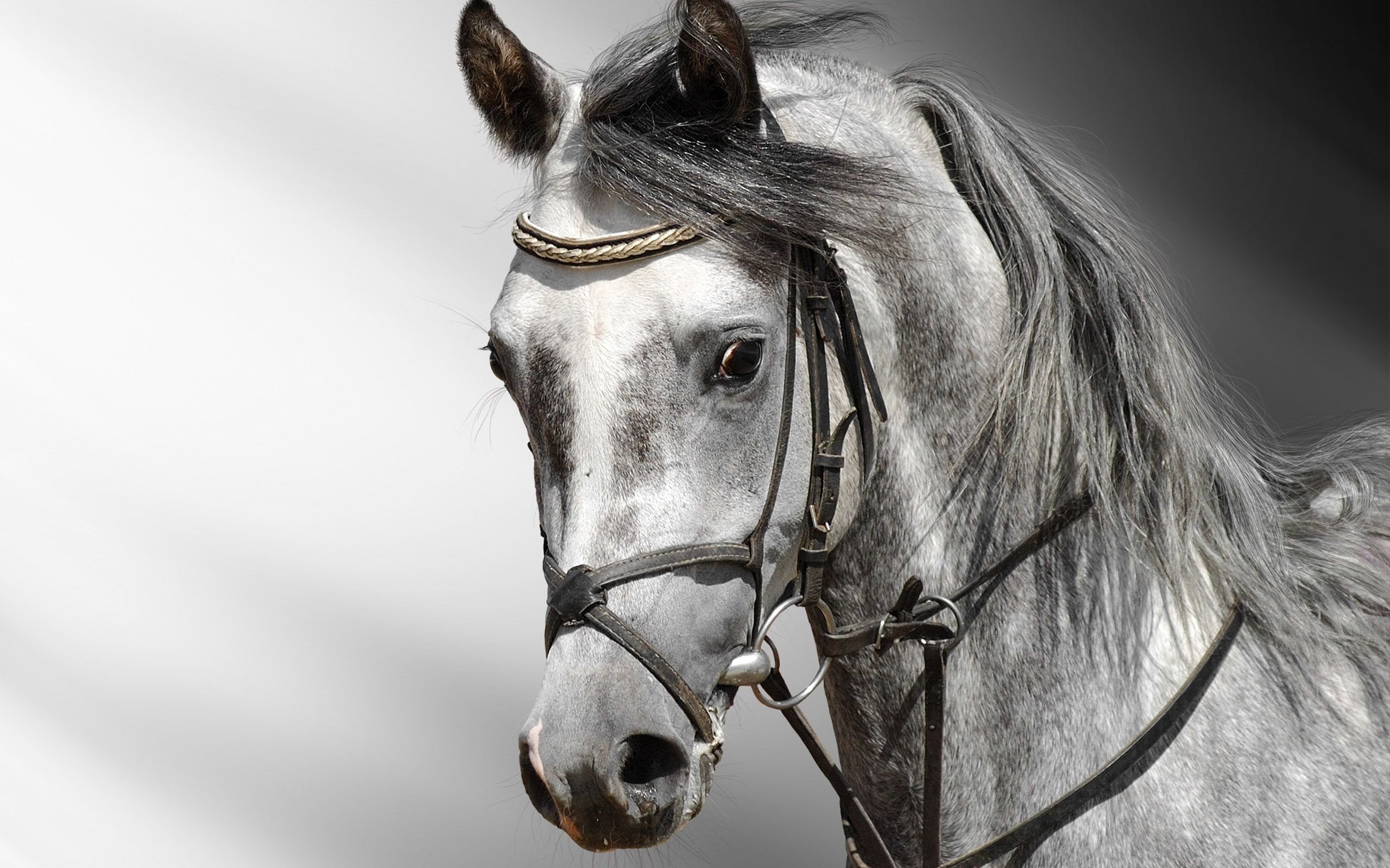 Horses Wallpapers - 3